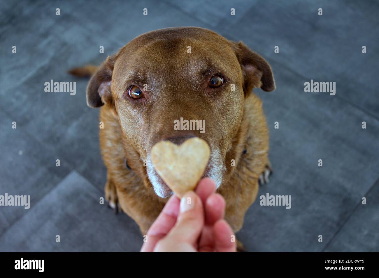 Dog getting a cookie. Adult mixed Labrador dog eating cookie. Gray