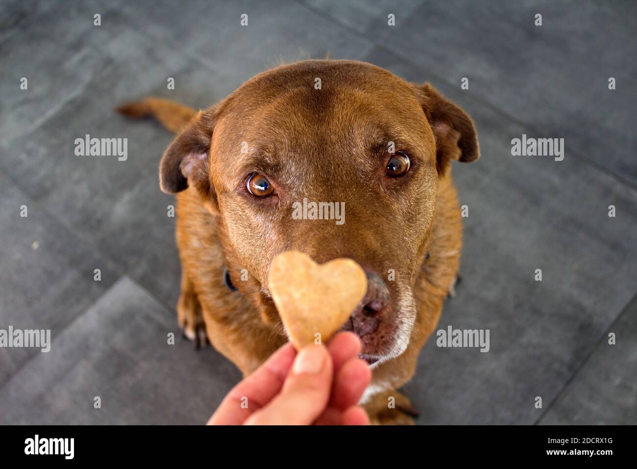 Can A Golden Retriever Eat Human Cookies