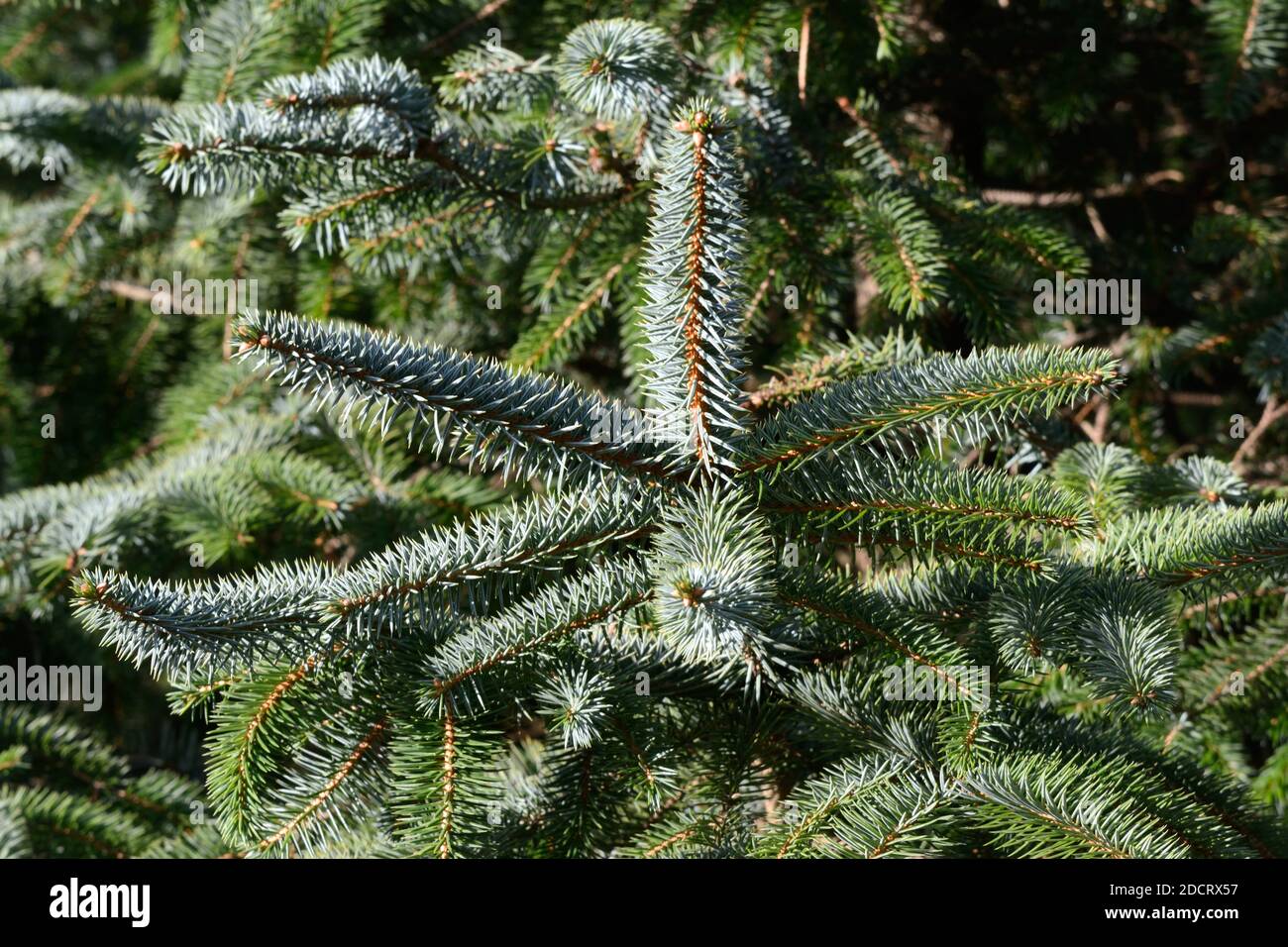 Blue green leaves needles of the Sitka Spruce Picea sitchensis conifer tree Stock Photo