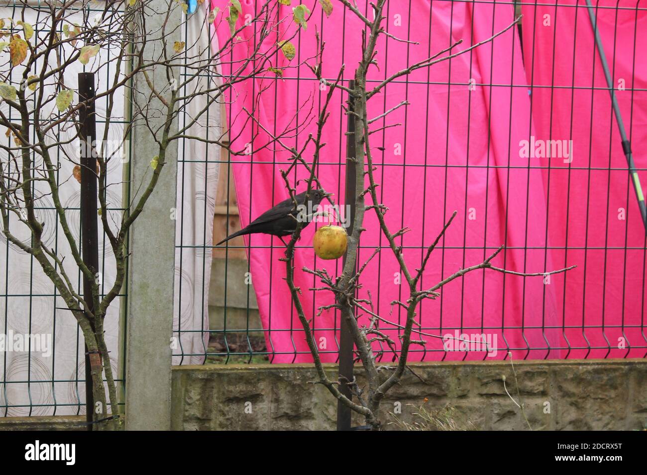 Cheeky blackbird helping its self to the last apple on the dwarf apple tree Stock Photo