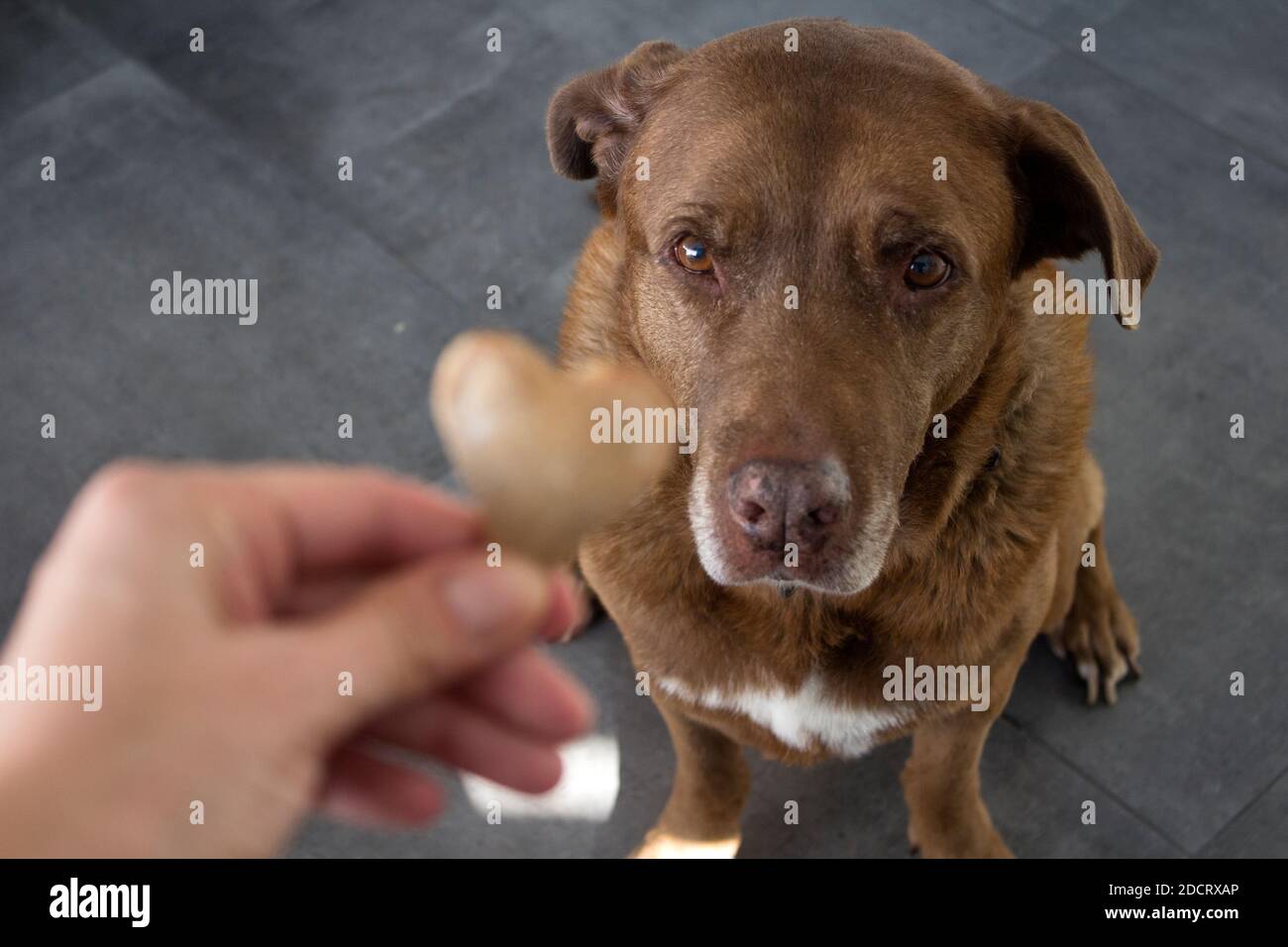 Dog getting a cookie. Adult mixed Labrador dog eating cookie. Gray background. Close up portrait