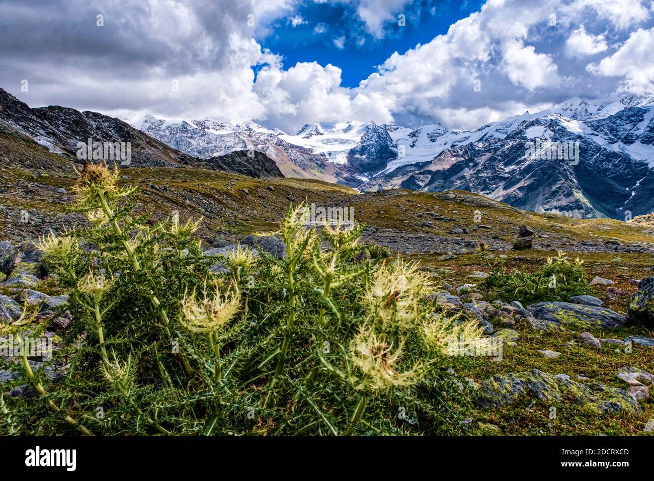 Spiniest Thistle (Cirsium spinosissimum), growing near the lake Lago della Manzina, the Palon de la Mare mountain group in the distance. Stock Photo
