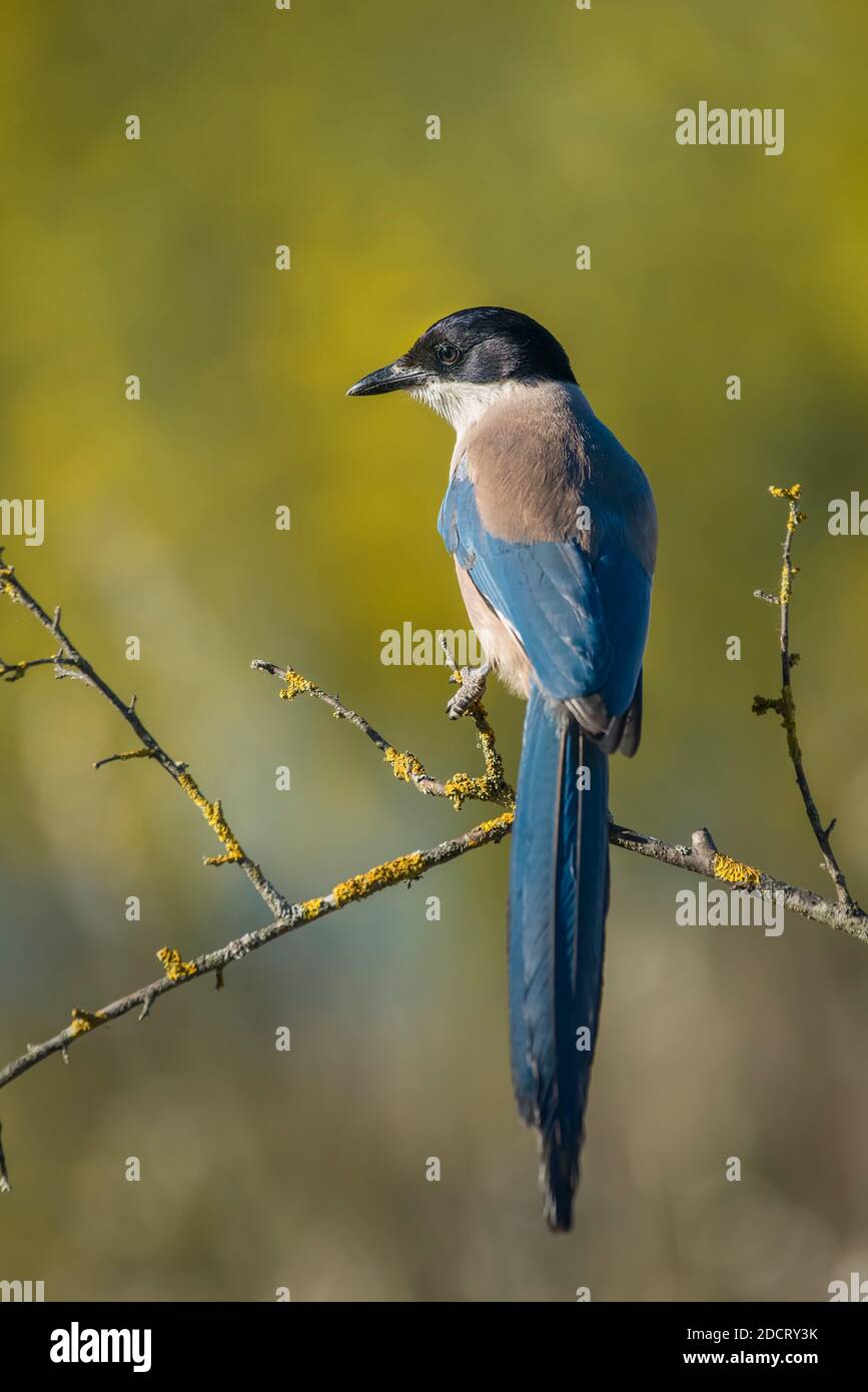 Iberian Magpie perched on a branch with yellow background Stock Photo