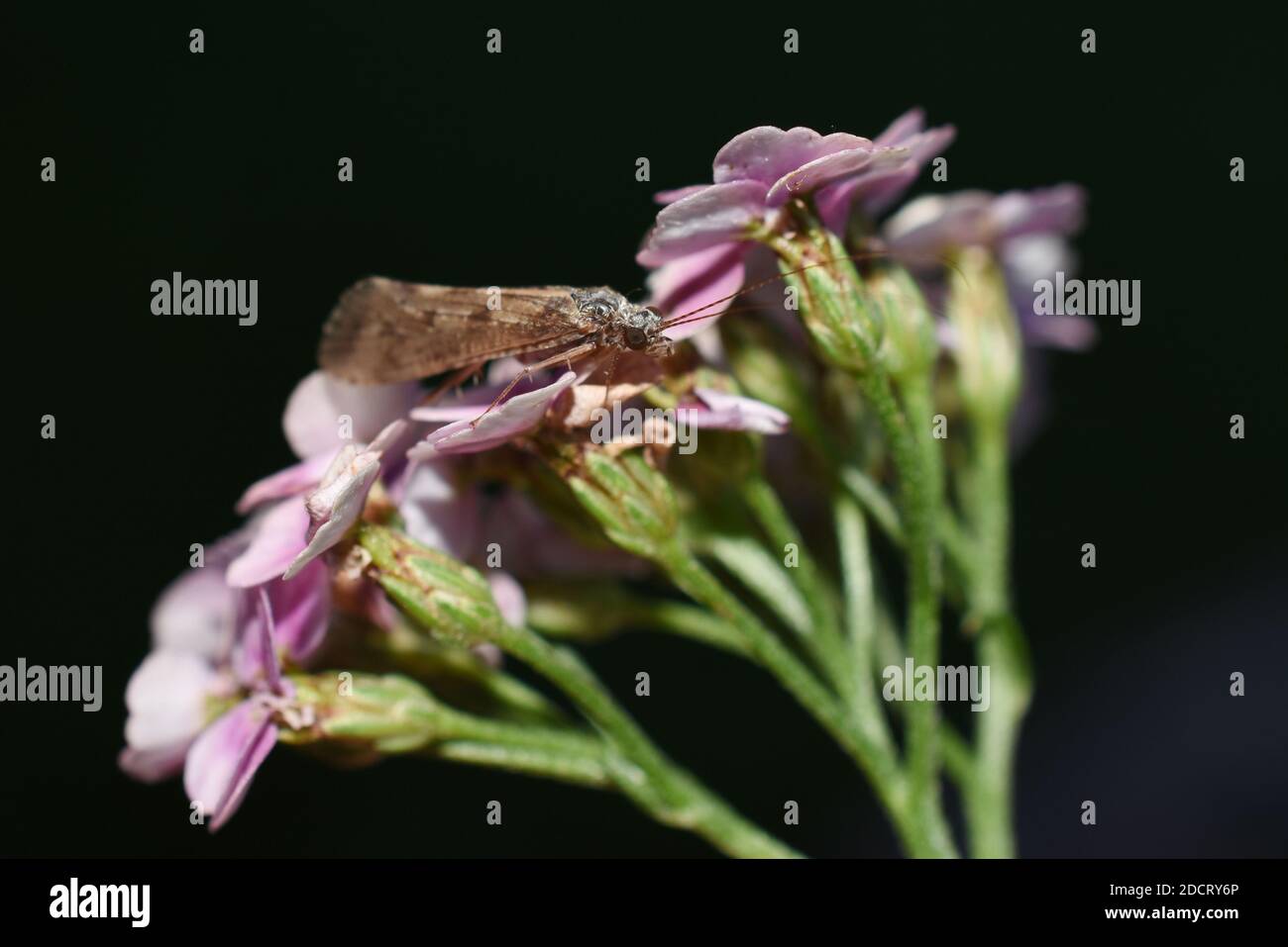 Caddisfly on pink flower on a black background Stock Photo