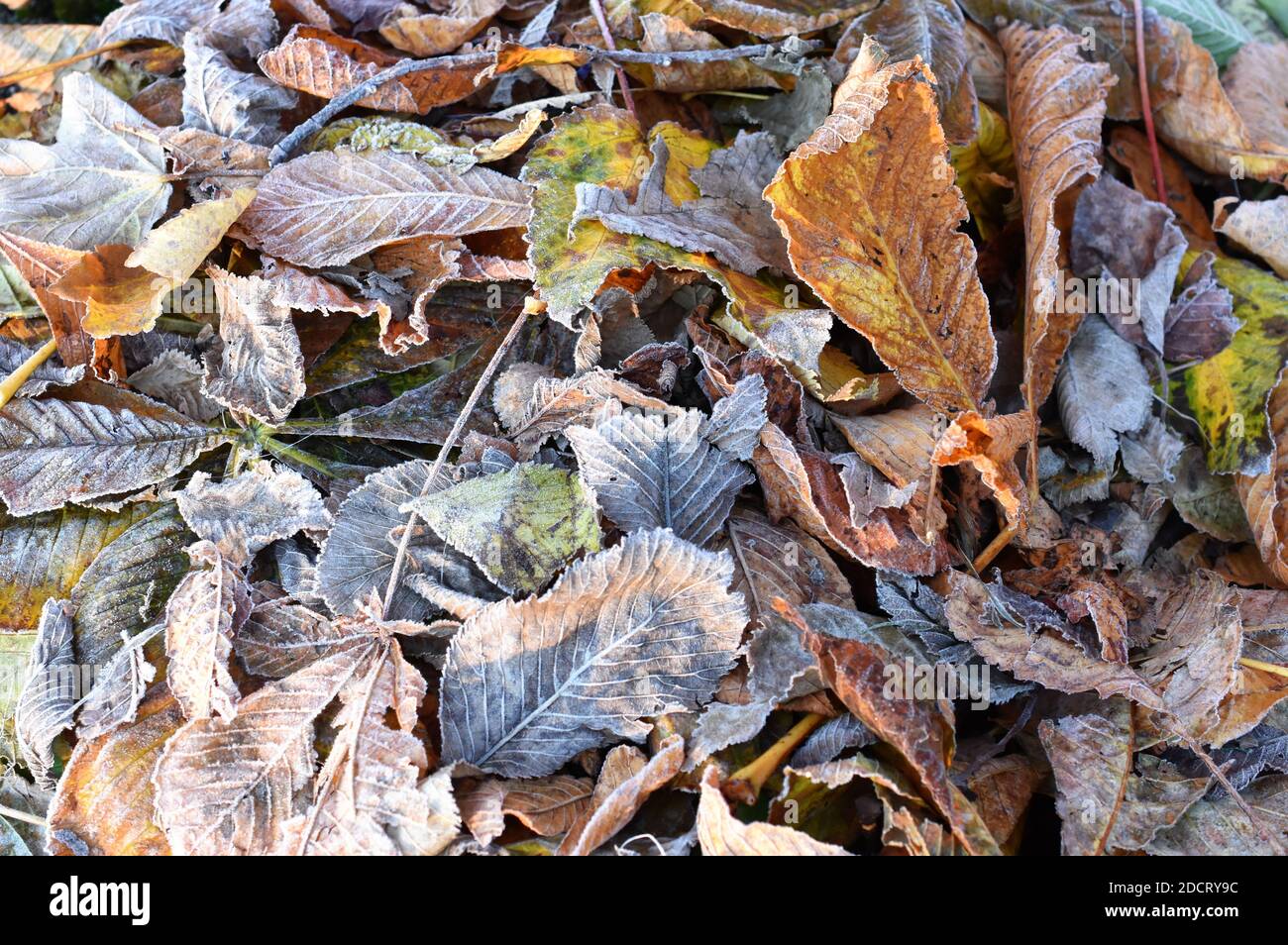 Different autumn colored fallen leaves laying on the ground Stock Photo