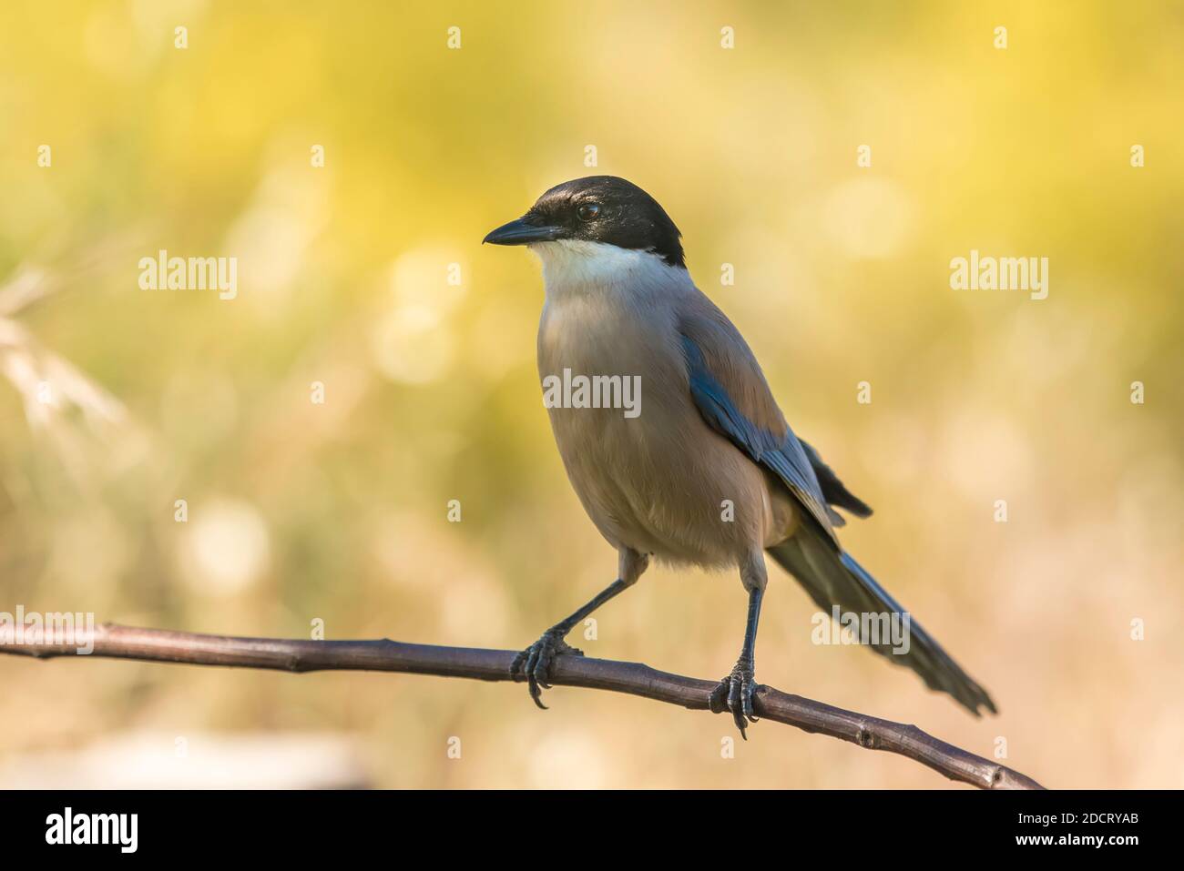 Iberian Magpie perched on a branch with yellow background Stock Photo