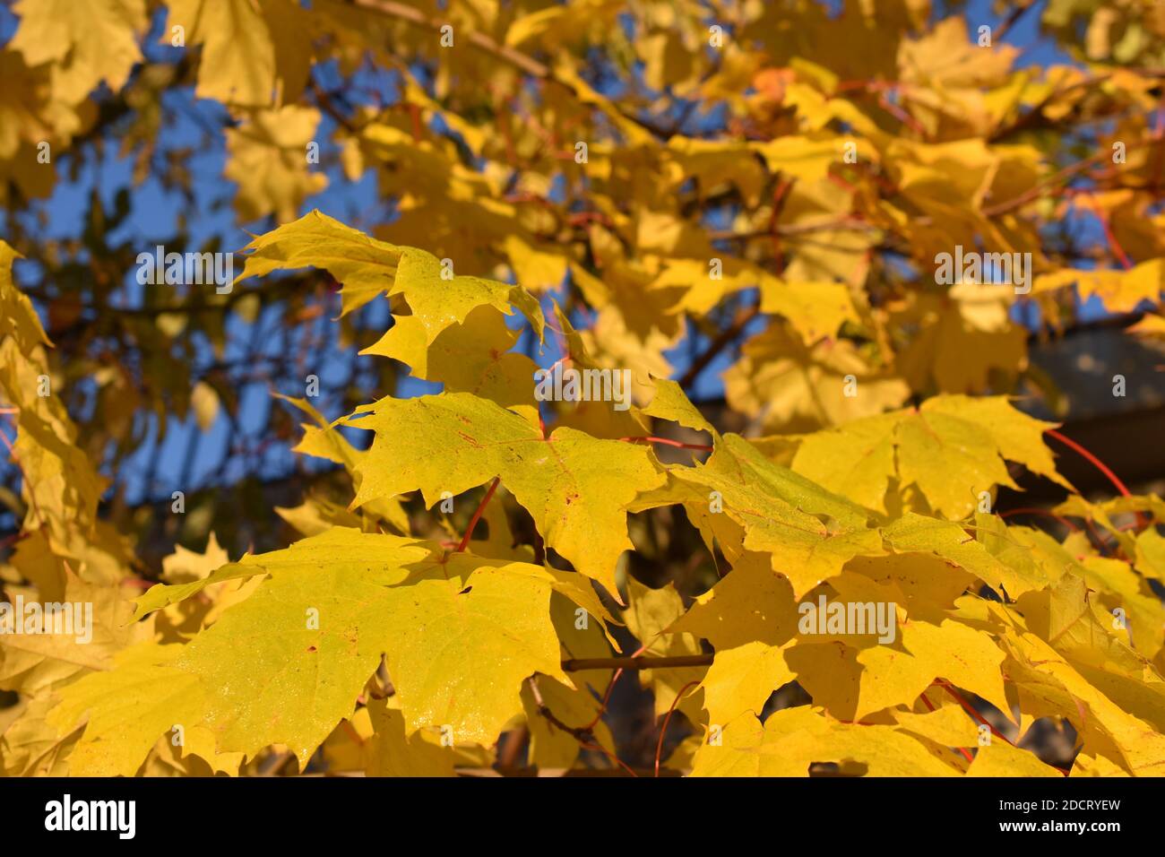 Intense yellow leaves on a maple tree in front of blue sky in late autumn Stock Photo