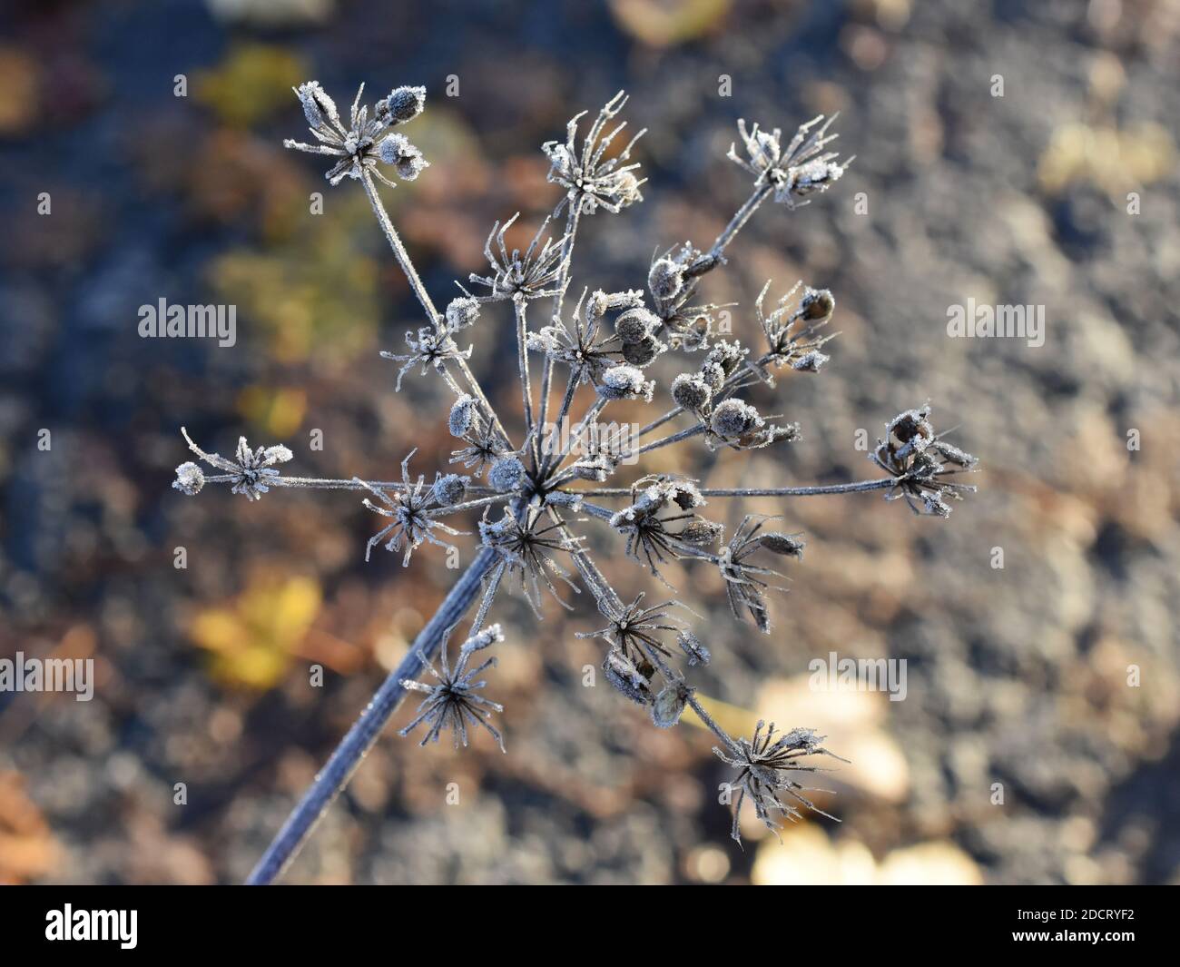 Closeup on rime on umbellifer plant umbel in late autumn Stock Photo
