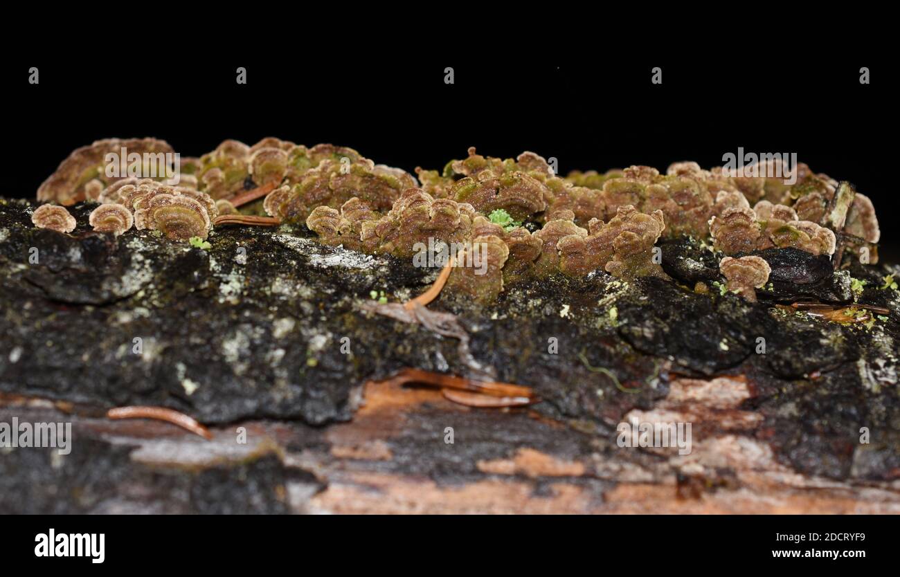 The saprophytic fungus Trichaptum abietinum growing on the bark of a conifer tree Stock Photo
