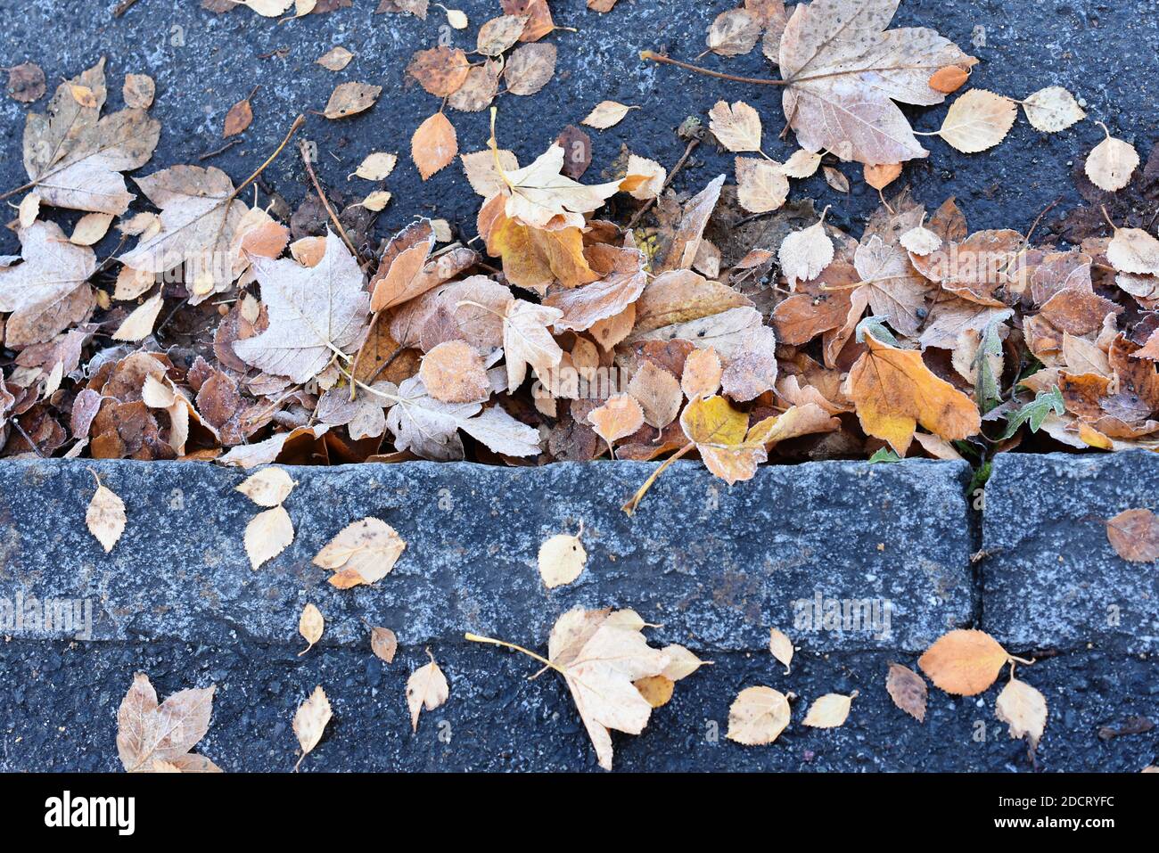 Fallen autumn leaves laying on a sidewalk and road Stock Photo