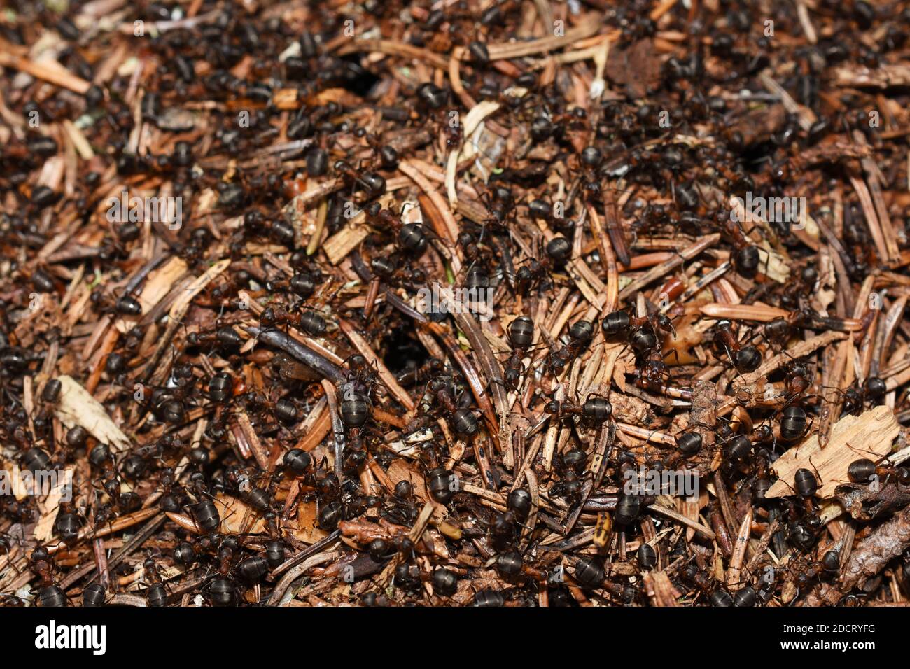Closeup on red wood ants Formica rufa in their anthill Stock Photo