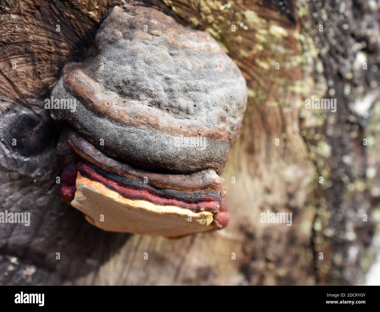 Red-belt conk Fomitopsis pinicola growing on a log Stock Photo