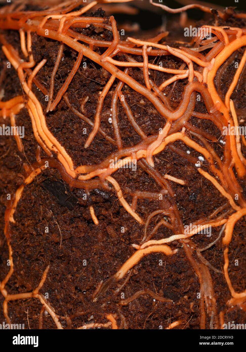 Closeup on plant roots growing underground in soil Stock Photo