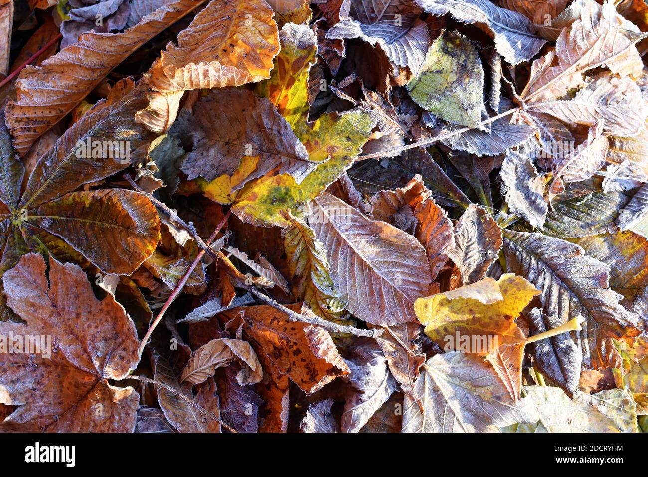 Different autumn colored fallen leaves laying on the ground Stock Photo