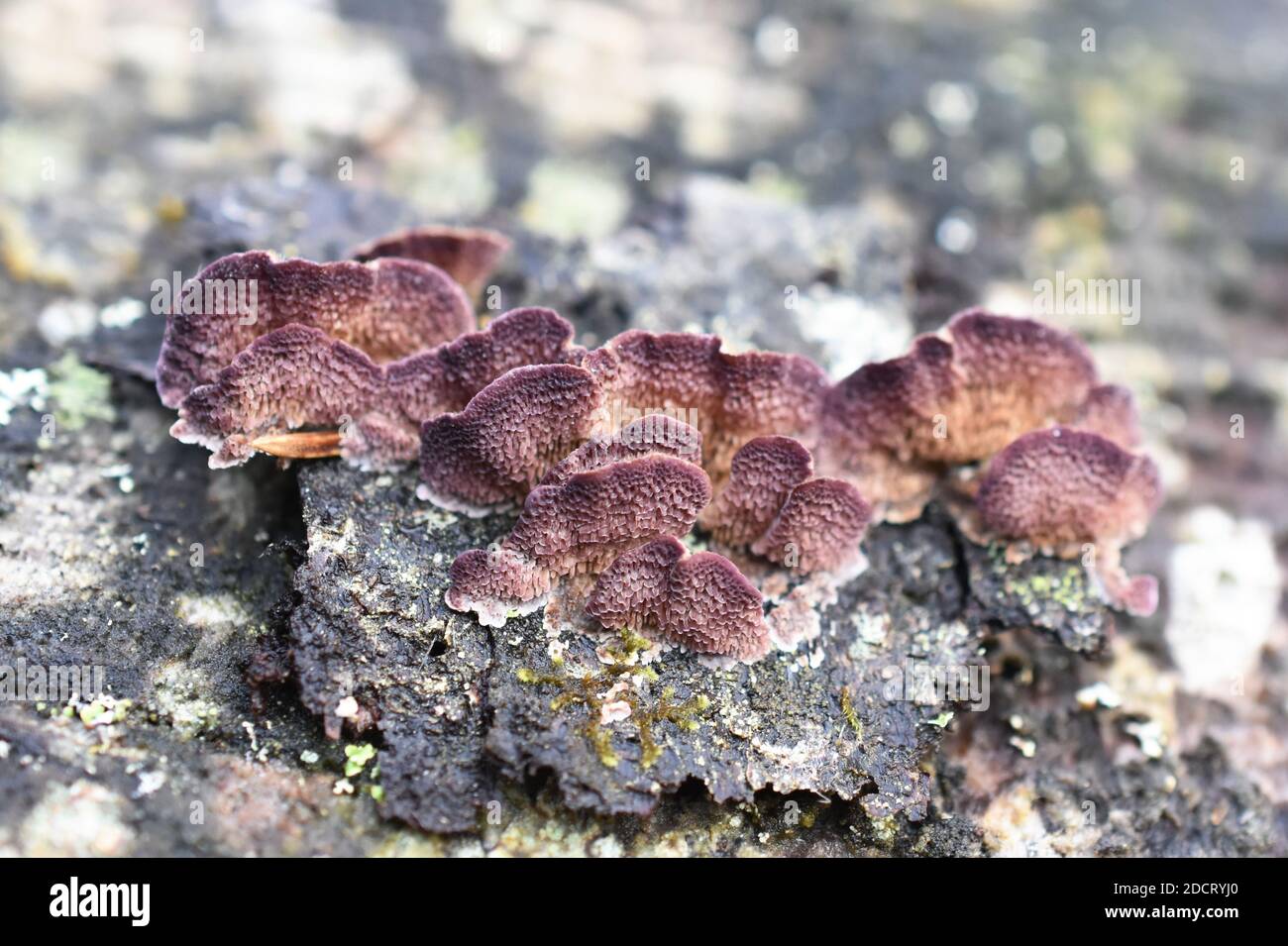 The saprophytic fungus Trichaptum abietinum growing on the bark of a conifer tree showing underside Stock Photo
