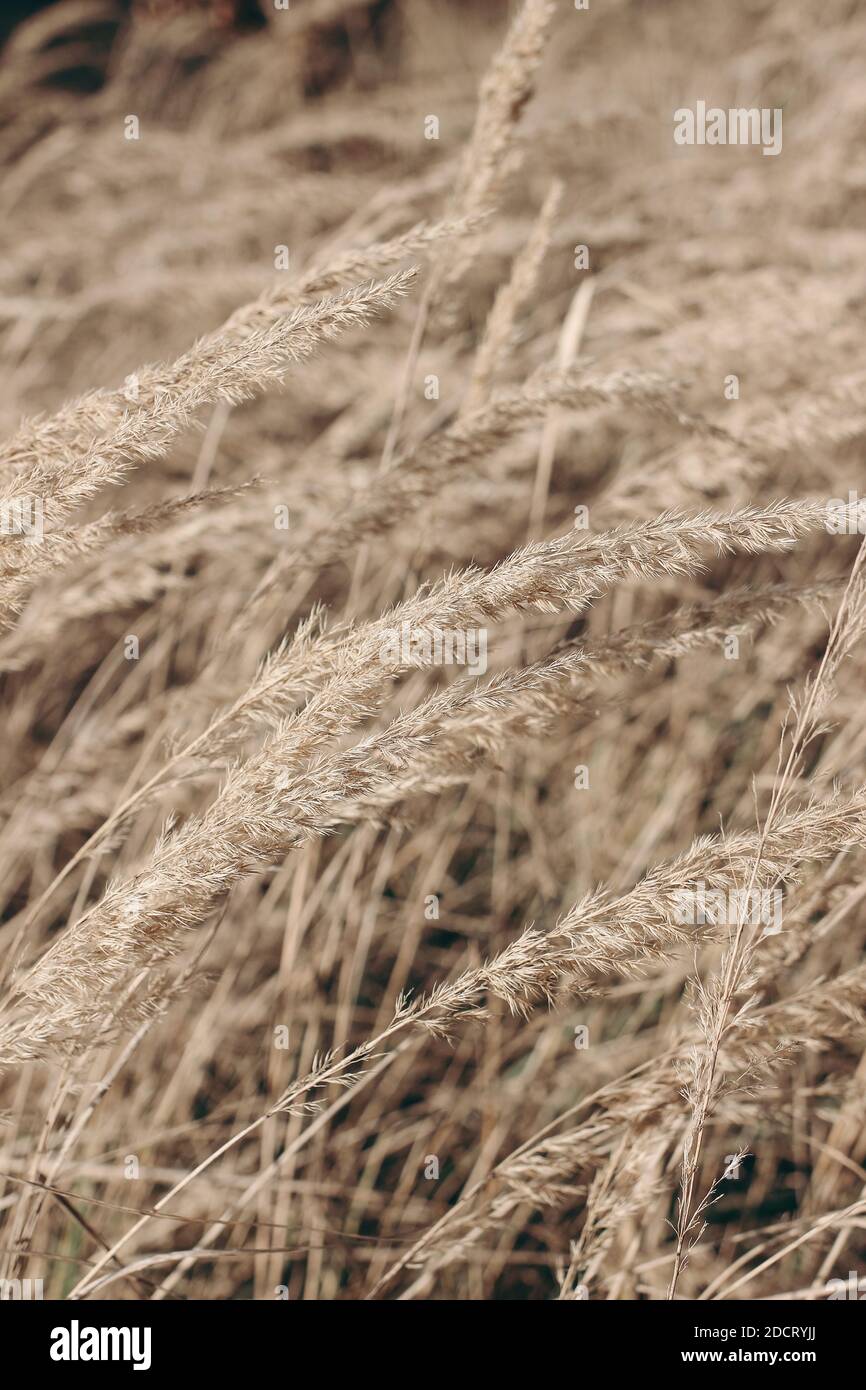 Field of golden dry festuca grass. Autumn landscape in sunlight. Closeup of fading wild meadow plants. Selective focus, blurred background. Seasonal Stock Photo