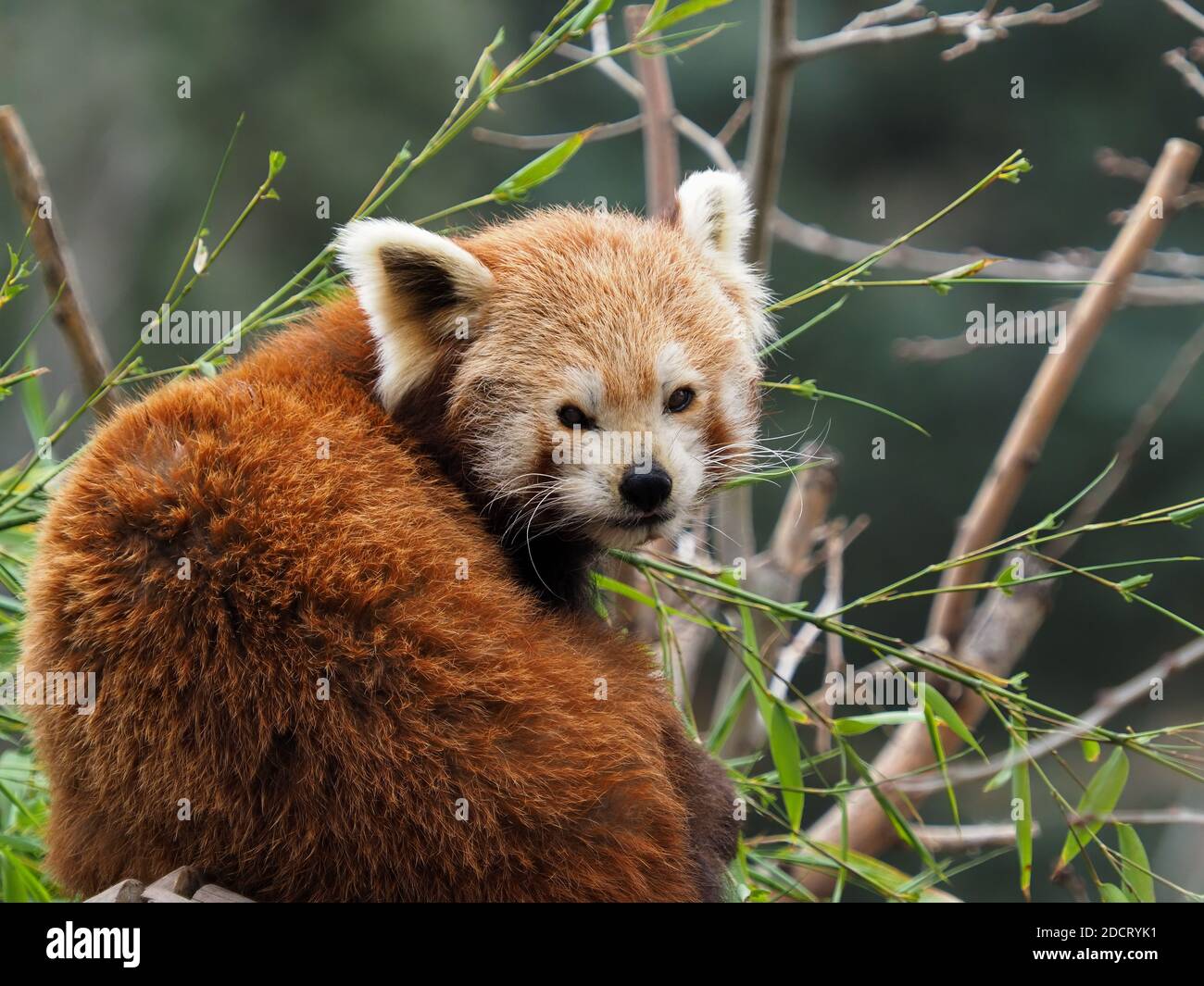 The red panda is native to the mountainous regions of the Himalayas, It generally lives in the humid temperate forests Stock Photo