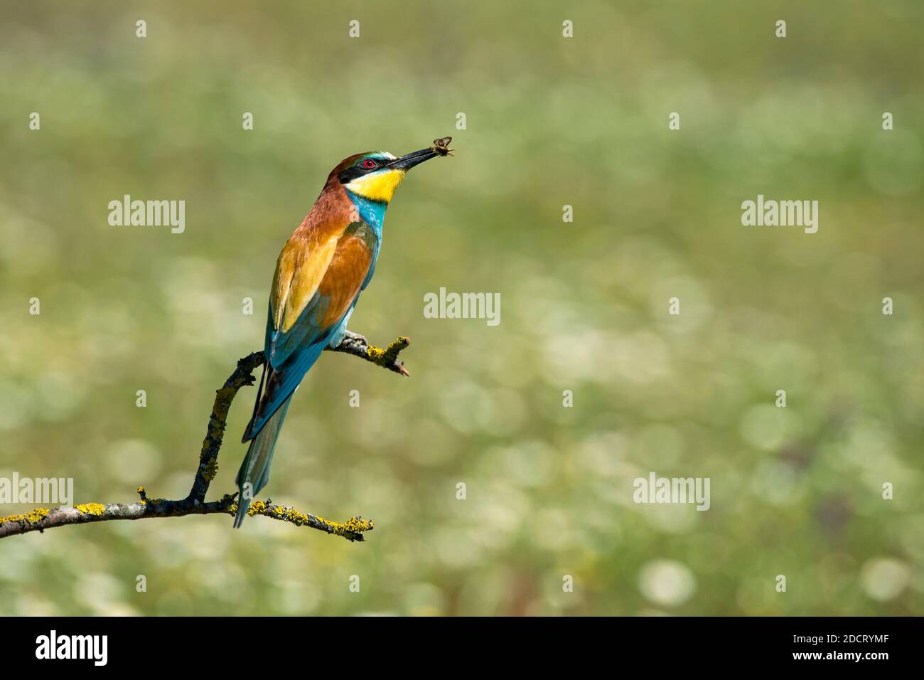 Bee-eater with a bee in its beak perched on a branch Stock Photo