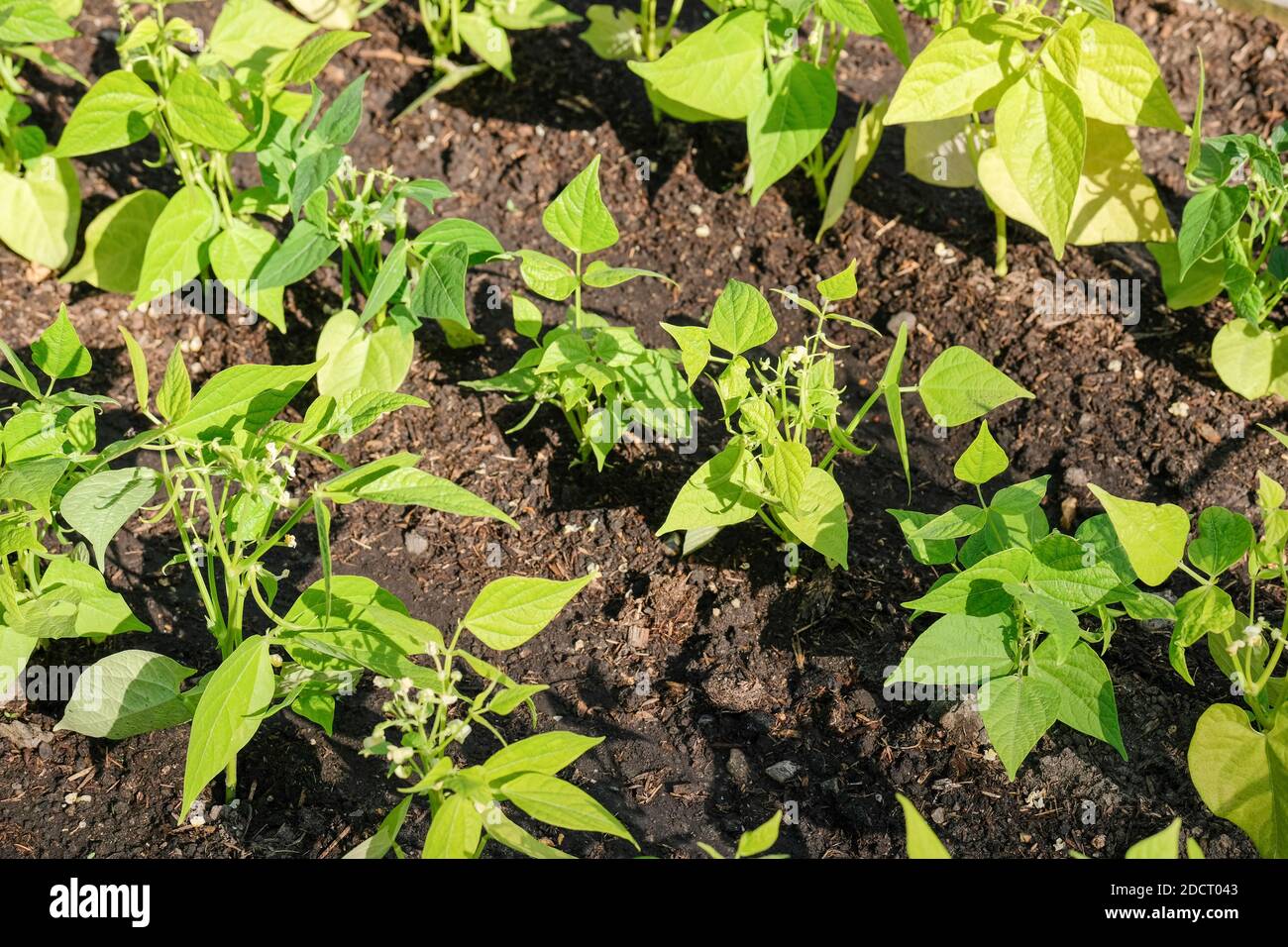 Yellow French bean "Sonesta". Phaseolus vulgaris "Sonesta". Young plants growing in a vegetable plot Stock Photo