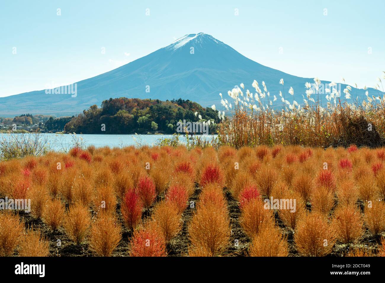 Beautiful Mount Fuji and Kochia during autumn at Kawaguchi Lake, Japan. Stock Photo