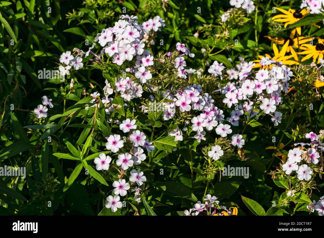 Phlox paniculata 'White Admiral' an herbaceous summer autumn flower plant, stock photo image Stock Photo