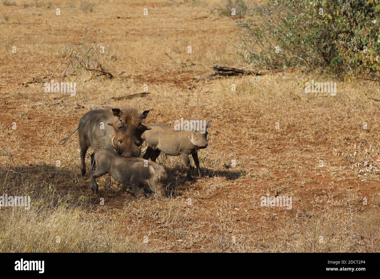 Warzenschwein / Warthog / Phacochoerus africanus Stock Photo - Alamy