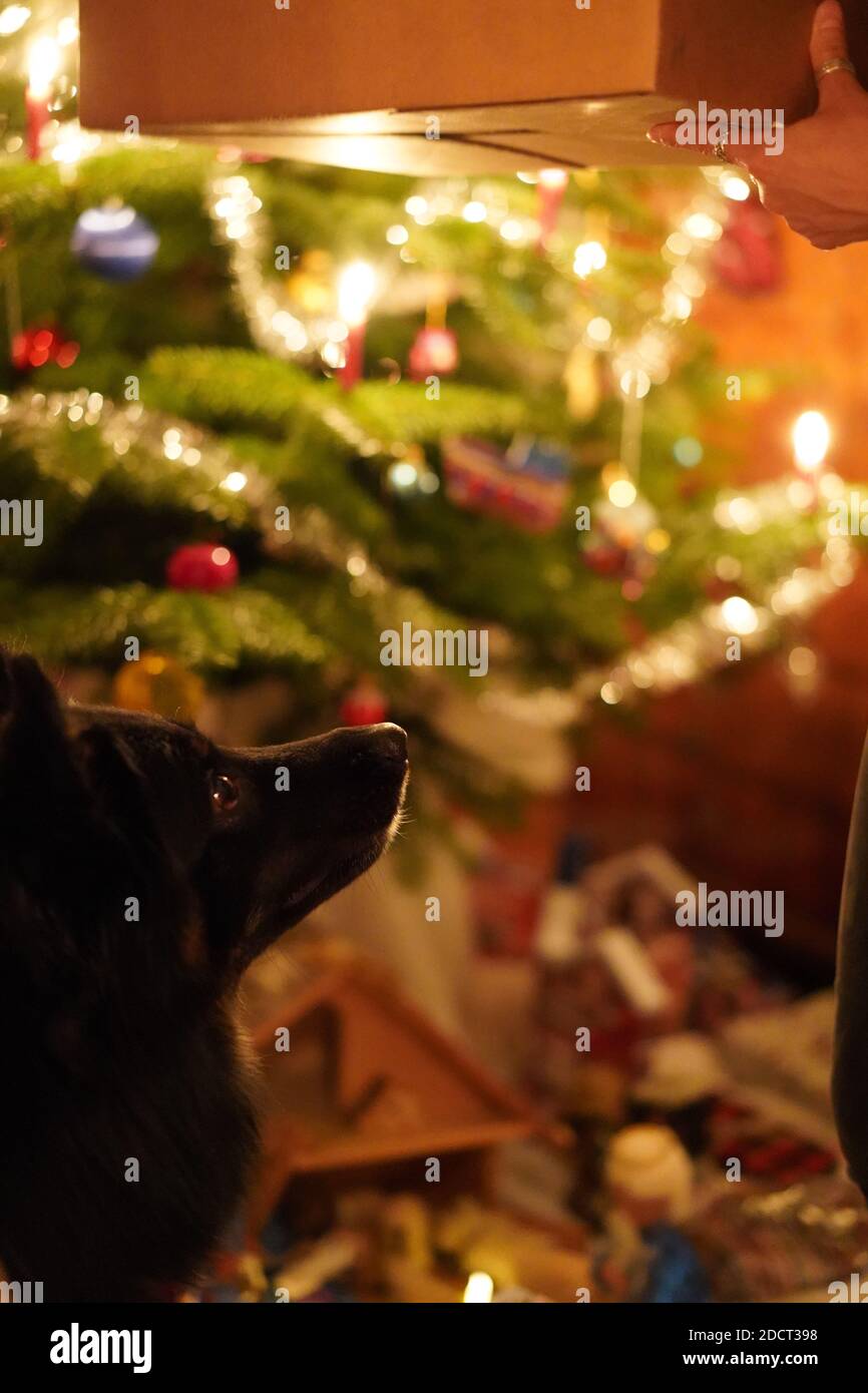 Dog awaiting christmas gift. Attentive black dog looking up to person with gift box at Christmas eve. Christmas tree in background. Vertical, concept. Stock Photo