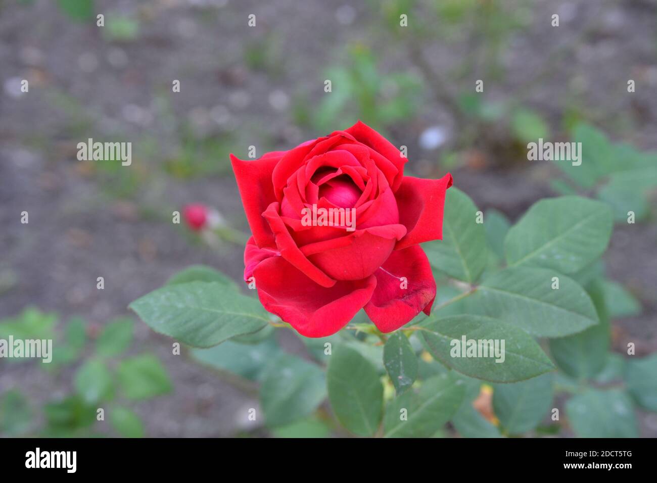 Einzelne Rose im Tageslicht, rote Rose Stock Photo