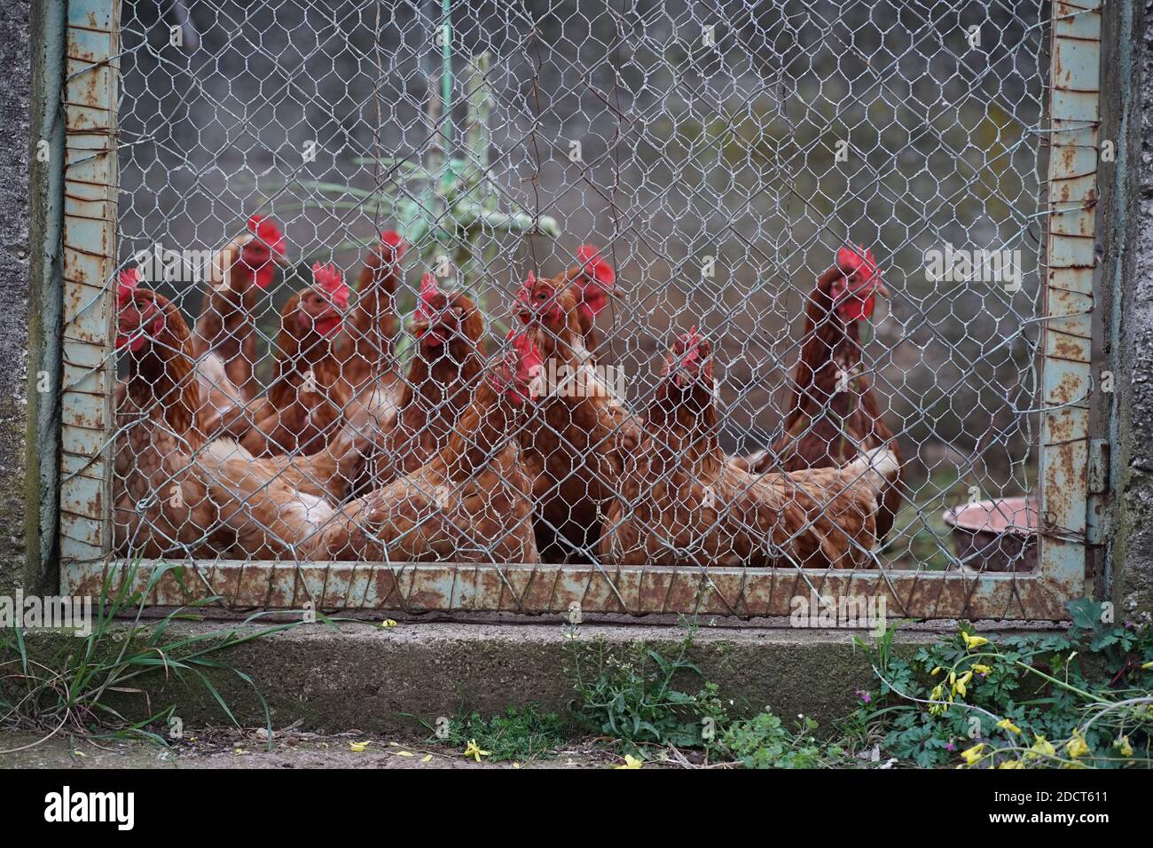 Chickens Stock Photo