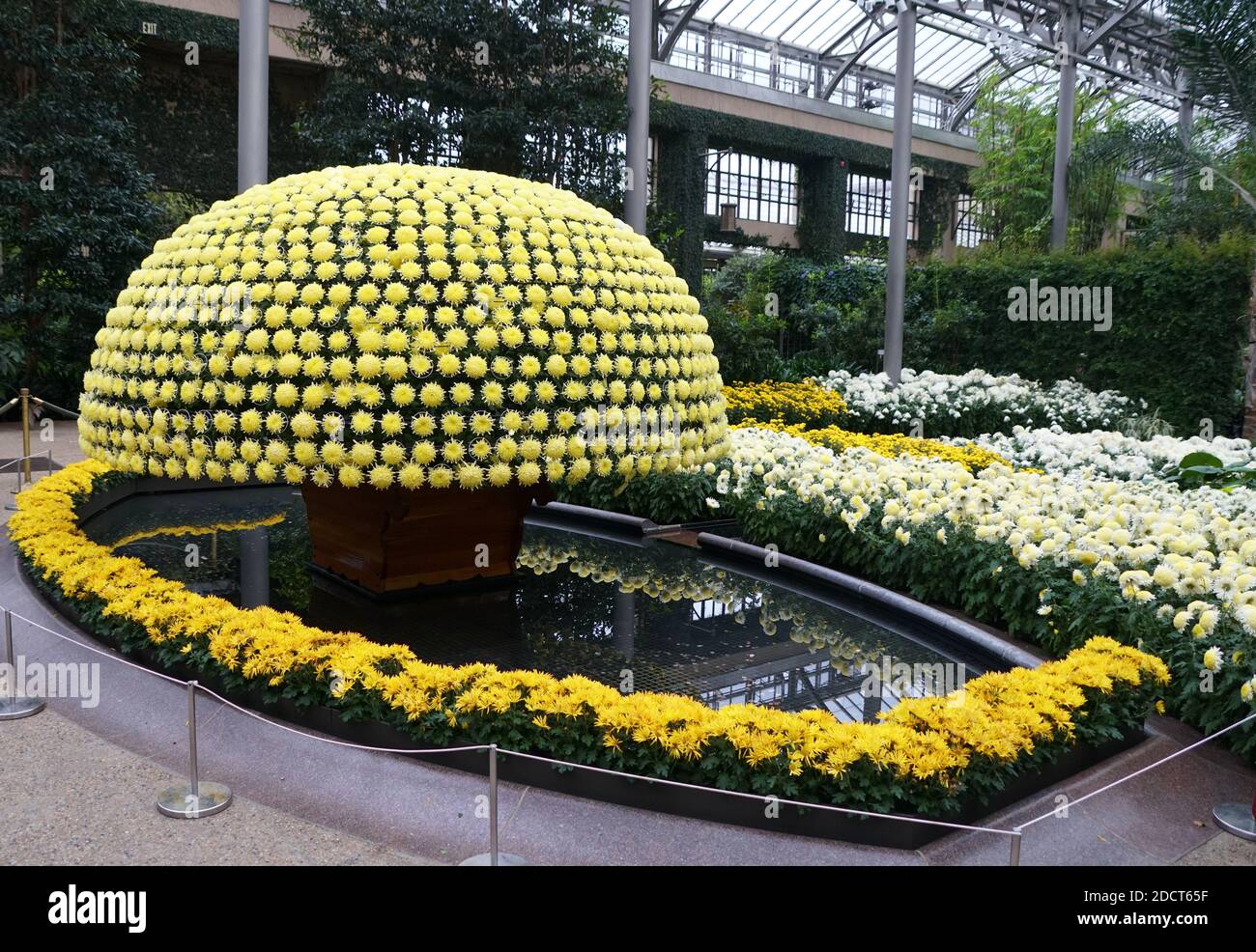 Thousands of yellow chrysanthemum flowers arranged as a shape of a canopy Stock Photo