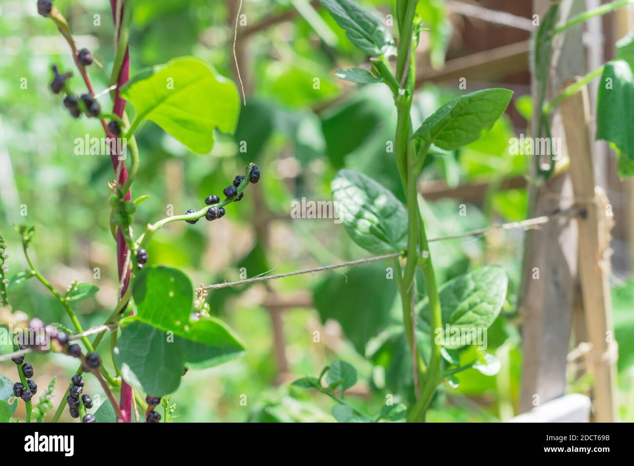 Close-up view cluster of matured malabar spinach seeds and flowers on ...