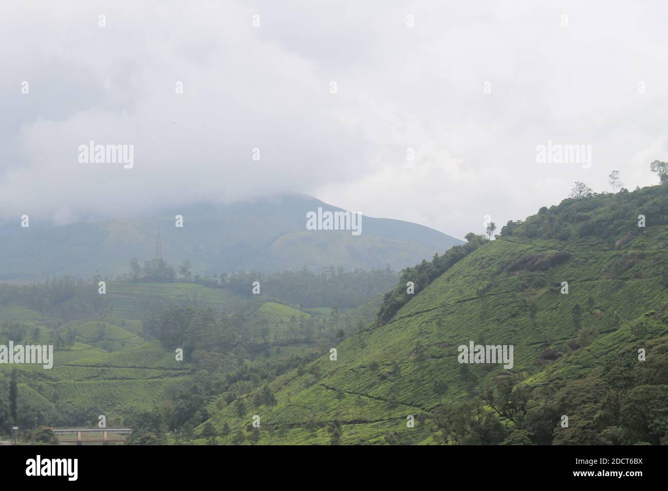 Collection of scenic tea plantations Stock Photo