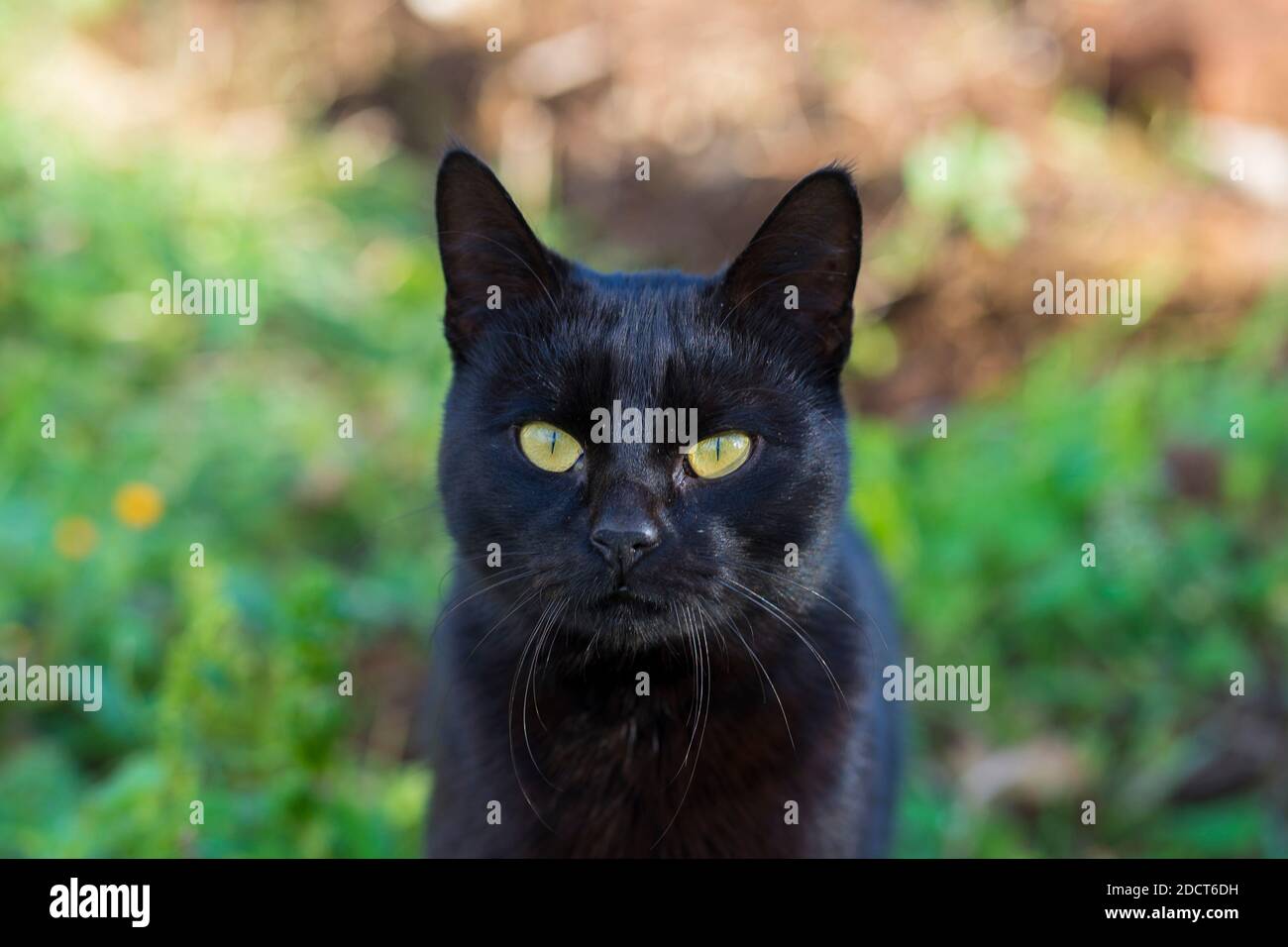 Black cat hi-res stock photography and images - Alamy