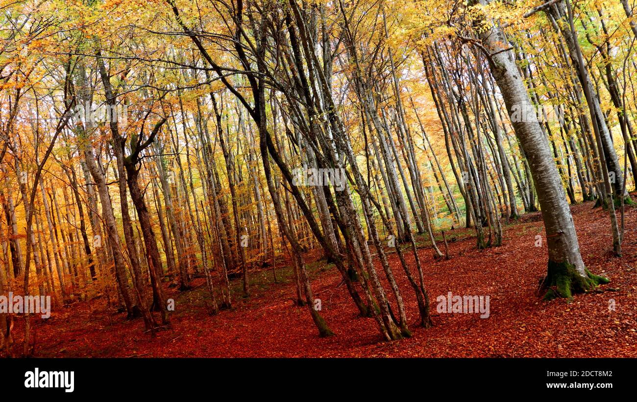 The trees in a forest captured during autumn Stock Photo - Alamy