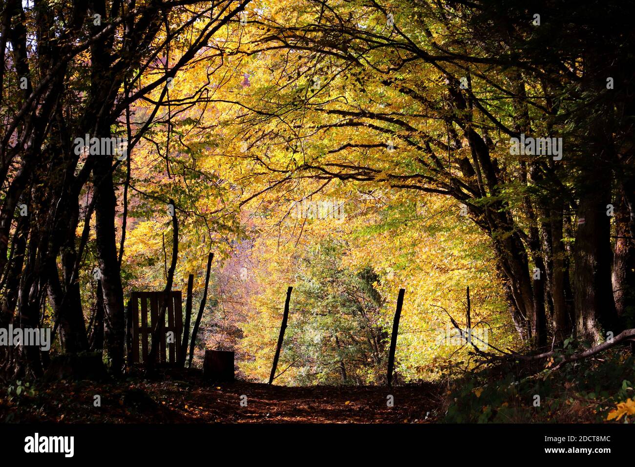 The trees in a forest captured during autumn Stock Photo - Alamy