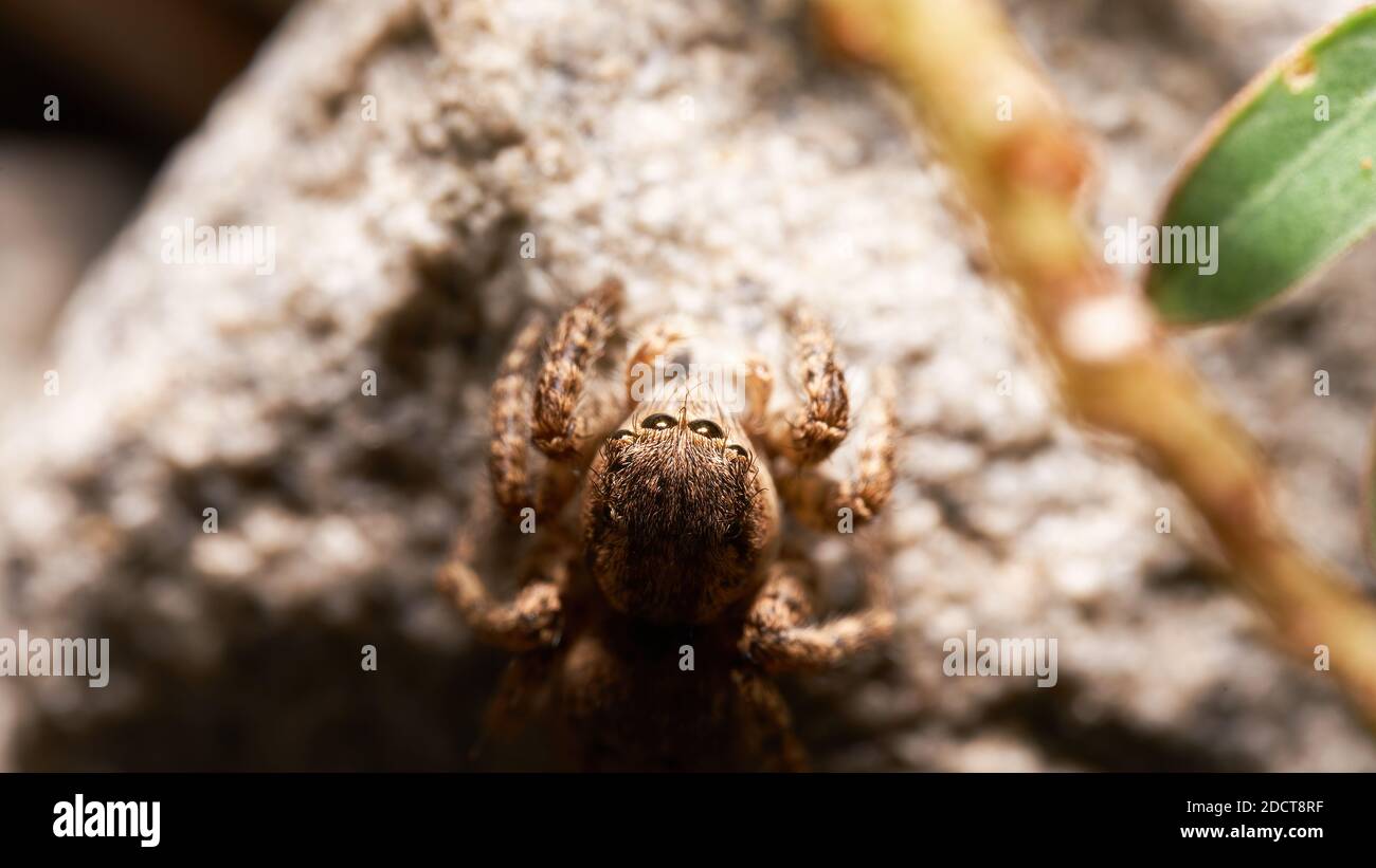 Top view with flash to light up the spider from front angle. A macro shot of Borneo jumping spider at home backyard. Stock Photo
