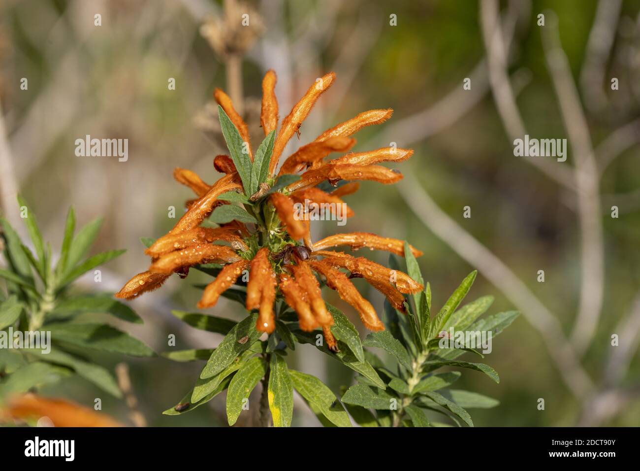 A closeup of a 'lion's tail' or 'wild dagga' plant Stock Photo