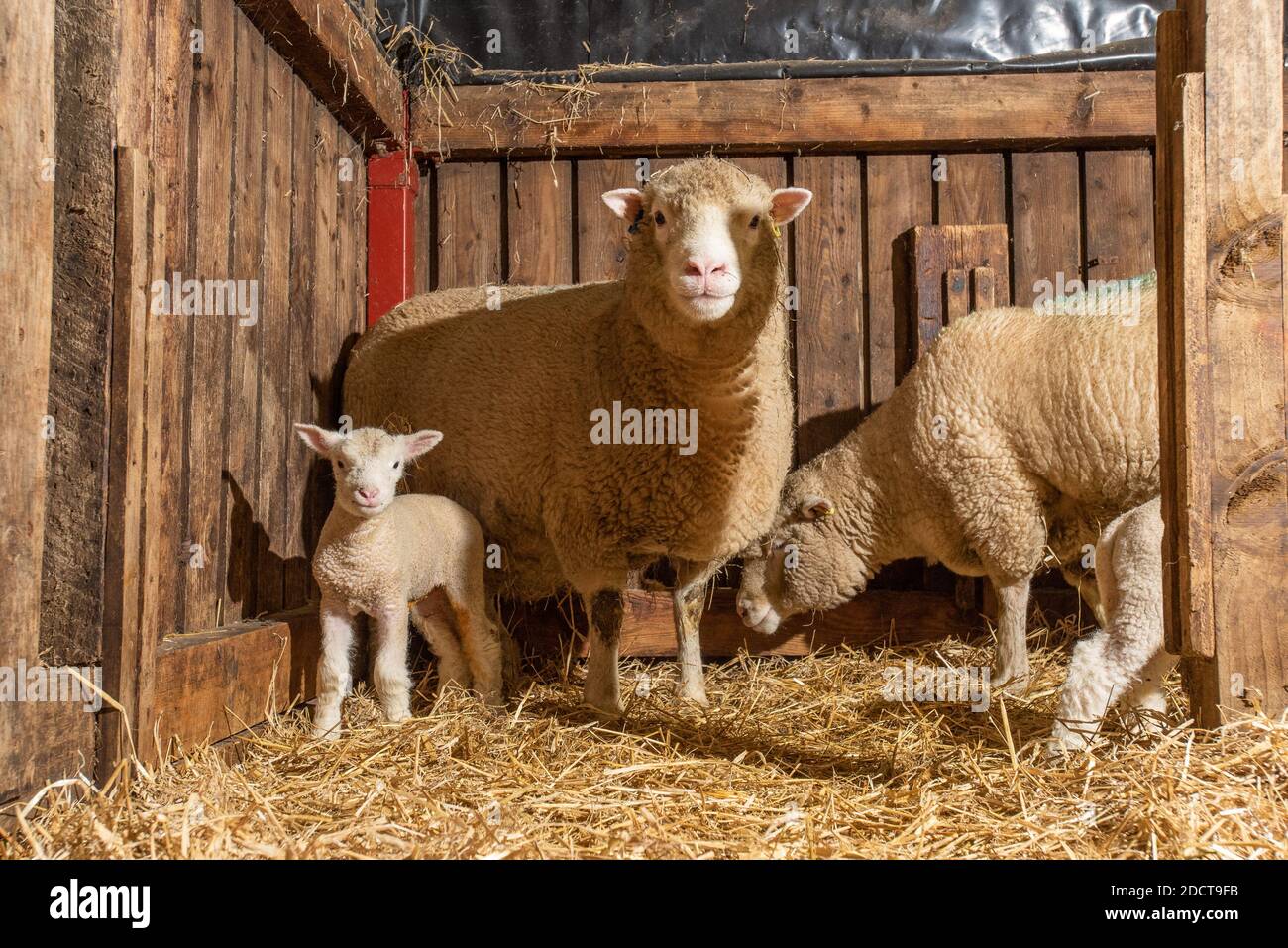 Preston, Lancashire, UK. 23rd Nov, 2020. Poll Dorset ewe and lamb near Preston, Lancashire, UK. The prolific sheep breed are capable of lambing all year round and can produce three crops of lambs every two years. Credit: John Eveson/Alamy Live News Stock Photo