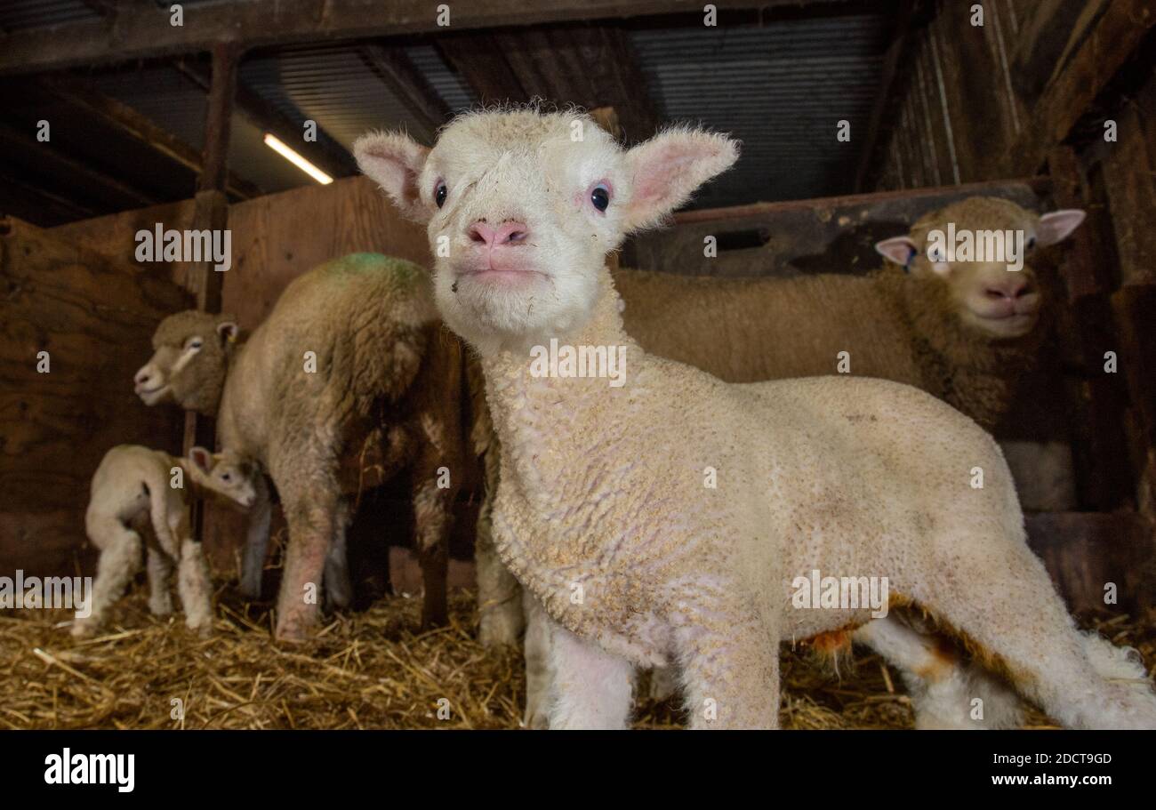 Preston, Lancashire, UK. 23rd Nov, 2020. Poll Dorset ewes with lambs near Preston, Lancashire, UK. The prolific sheep breed are capable of lambing all year round and can produce three crops of lambs every two years. Credit: John Eveson/Alamy Live News Stock Photo