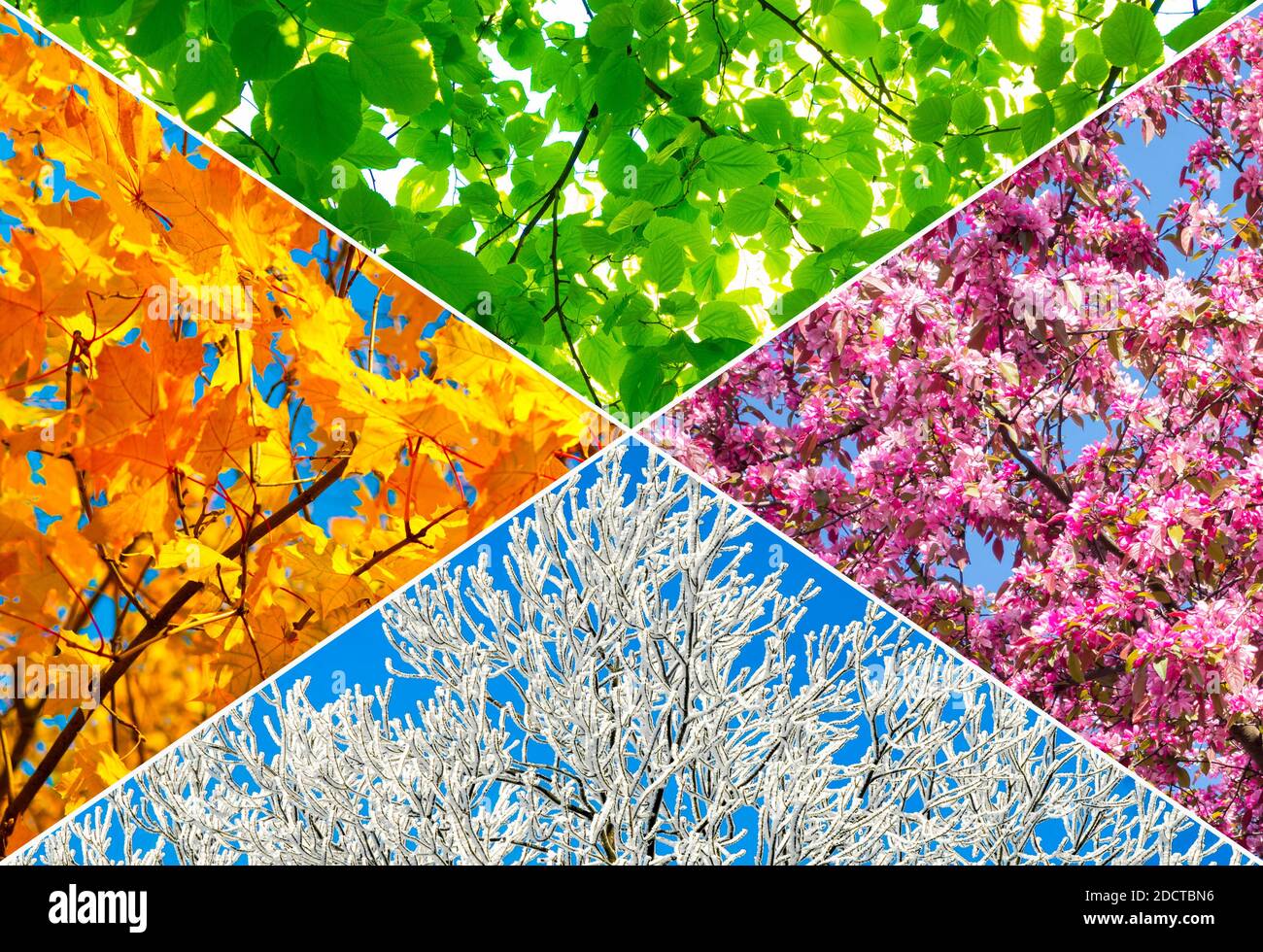 Collage of four tree pictures representing each season: spring, summer, autumn and winter. Stock Photo