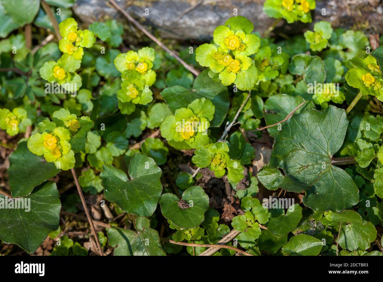Alternate-leaved golden-saxifrage, Gullpudra (Chrysosplenium alternifolium) Stock Photo