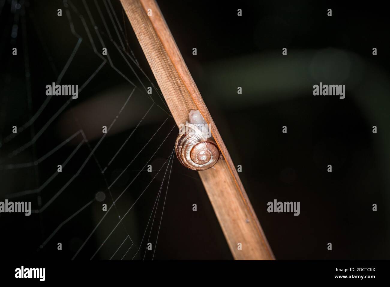 Small snail with snail shell on a reed with spider web on a lake or ...