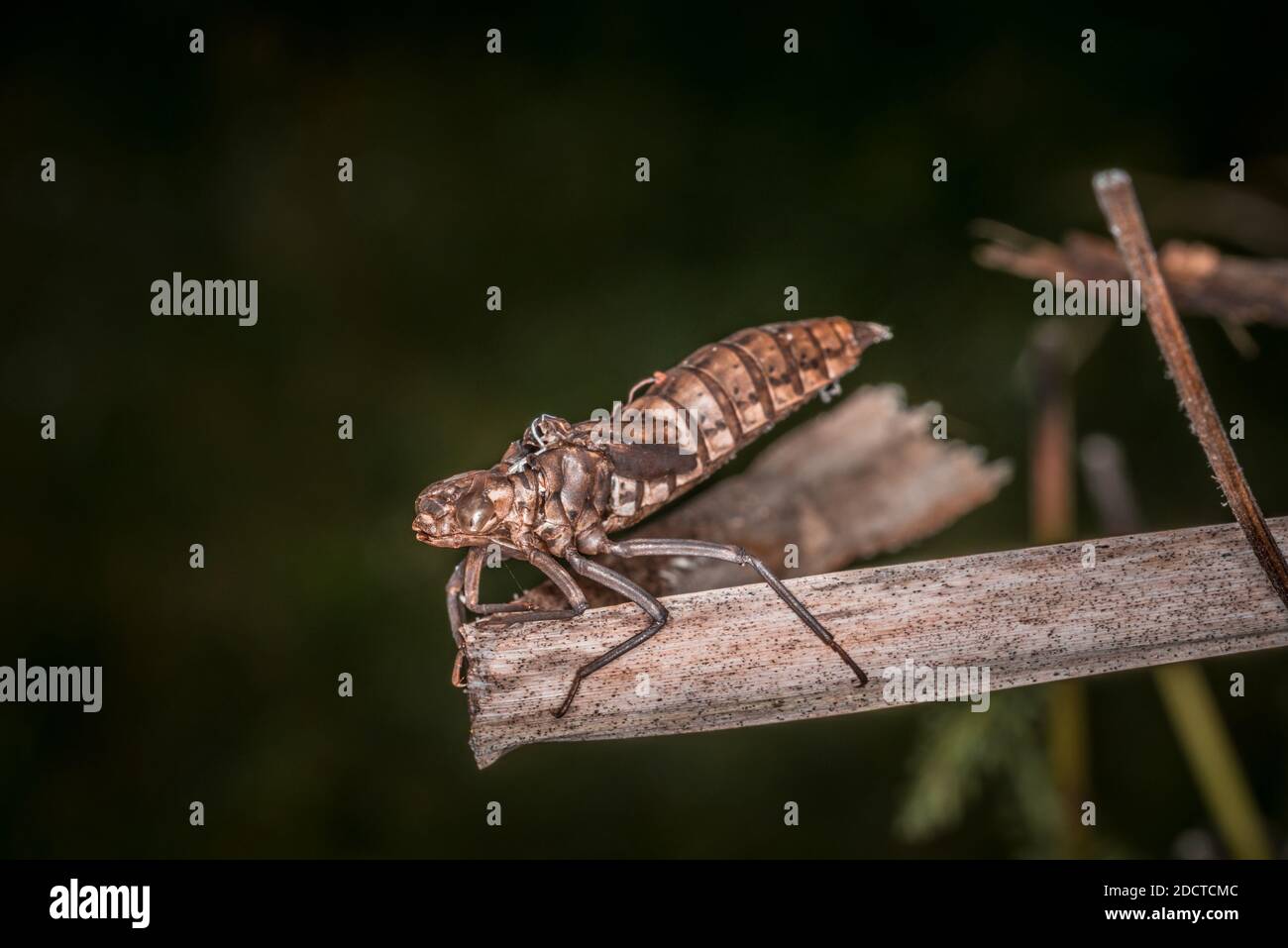 Hatched dragonfly larva on a reed at a lake or pond, Germany Stock Photo