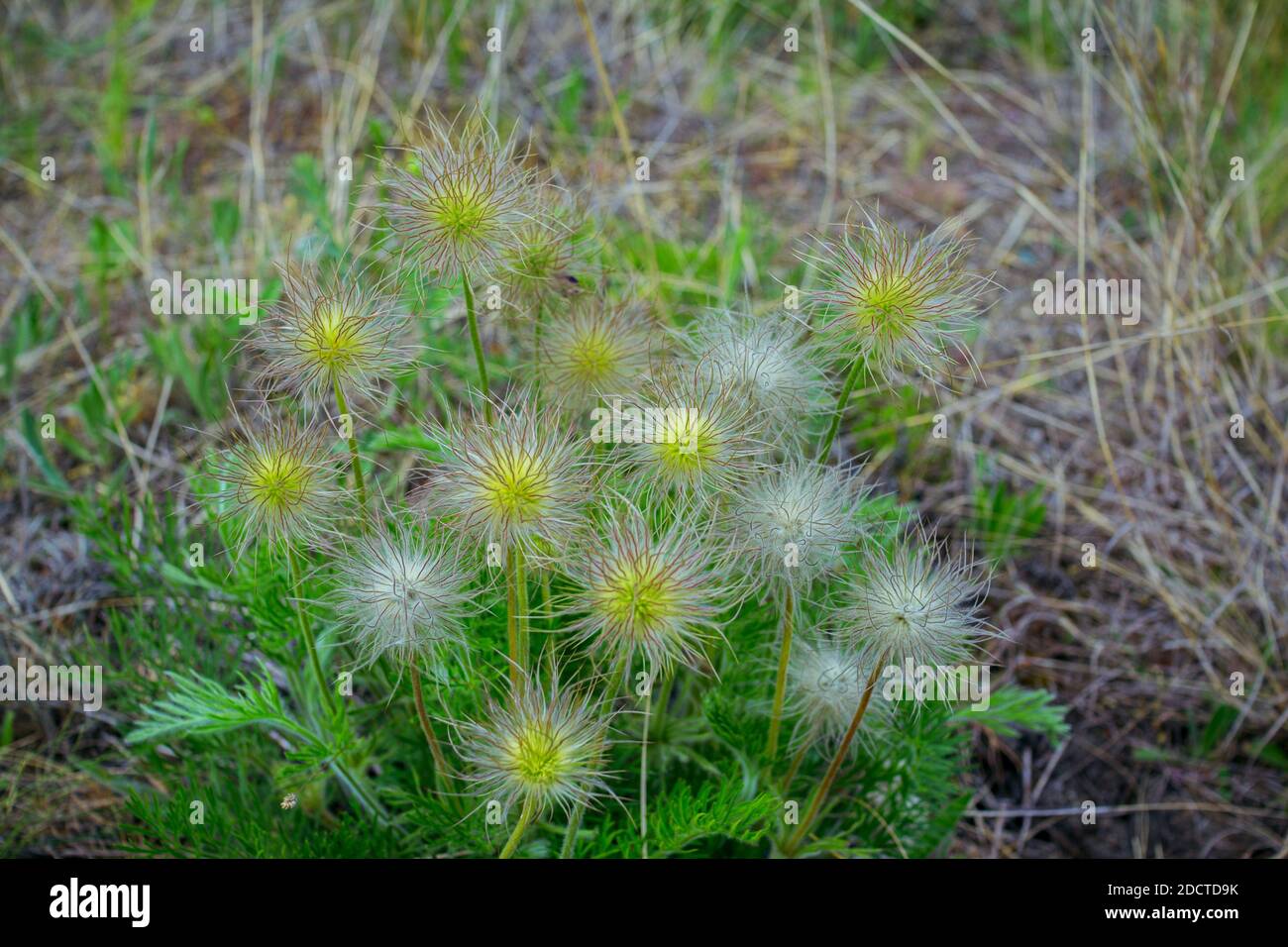 Alpine anemone fruits. Pulsatilla alpine plant, growing on the meadow. Spring nature. Stock Photo