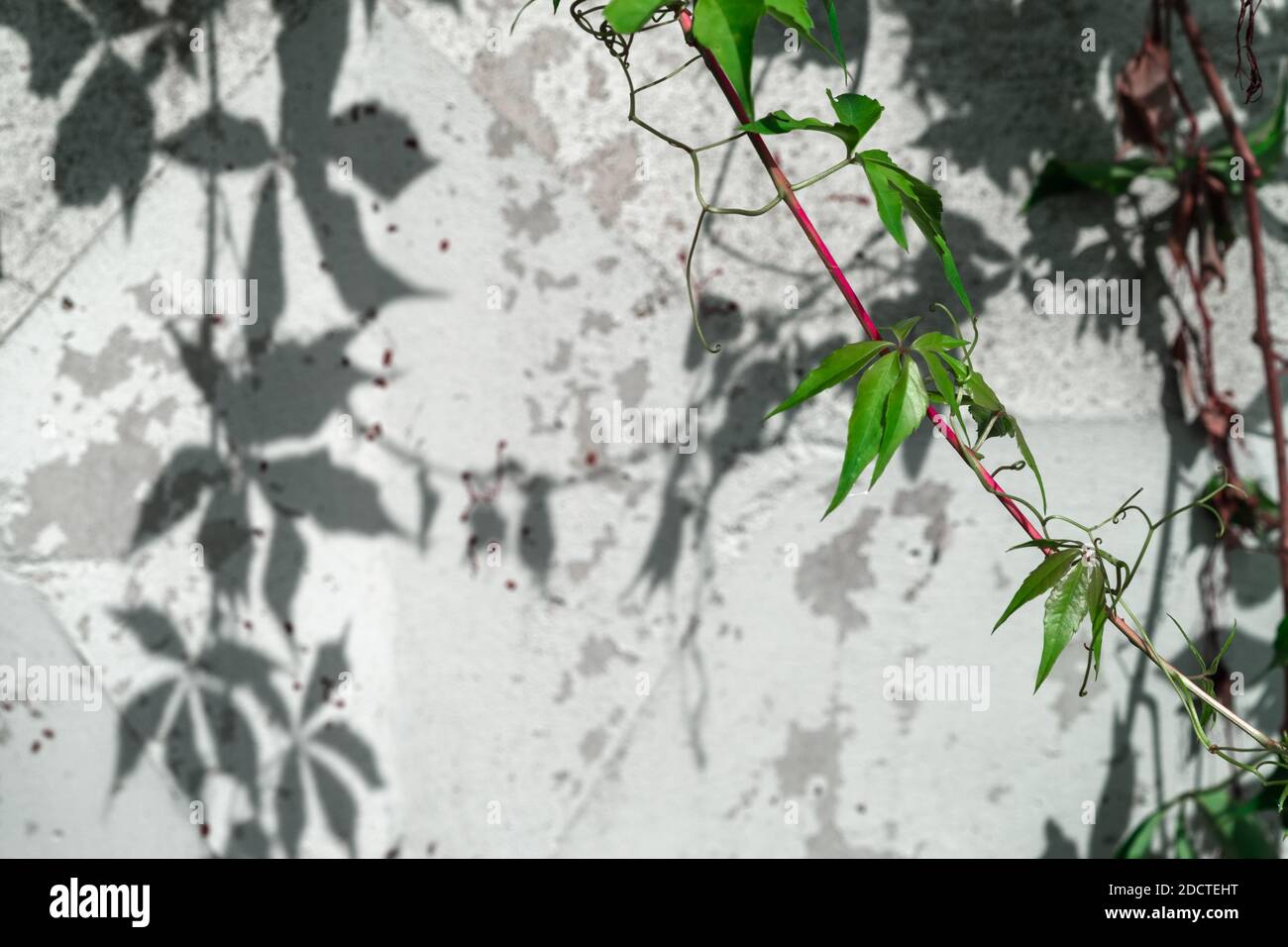 A creeper twig on a sunny summer day with a red stem and green leaves against a background of a white wall on which a pattern of plant shadows forms Stock Photo