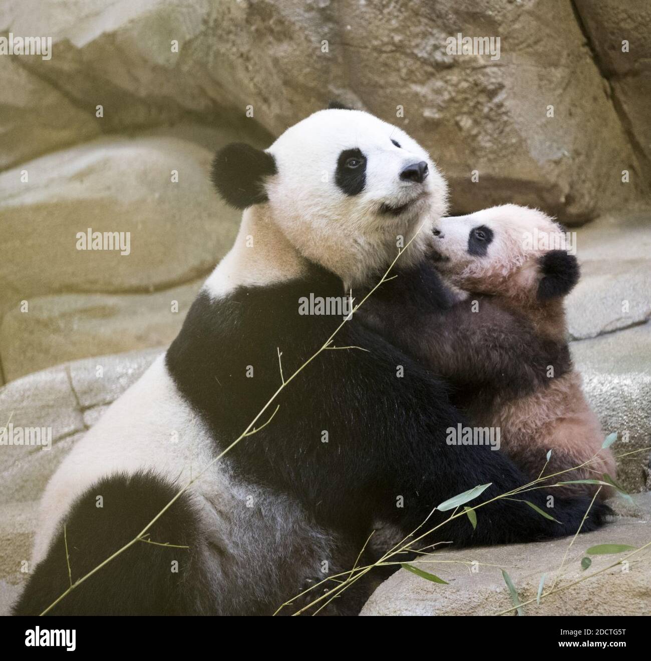 Handout Pictures Baby Panda Yuan Meng Makes His First Appearance To The Public Along With His Mother Huan Huan In Zooparc Of Beauval Saint Aignan France On Saturday 13 Of January 18 Photo