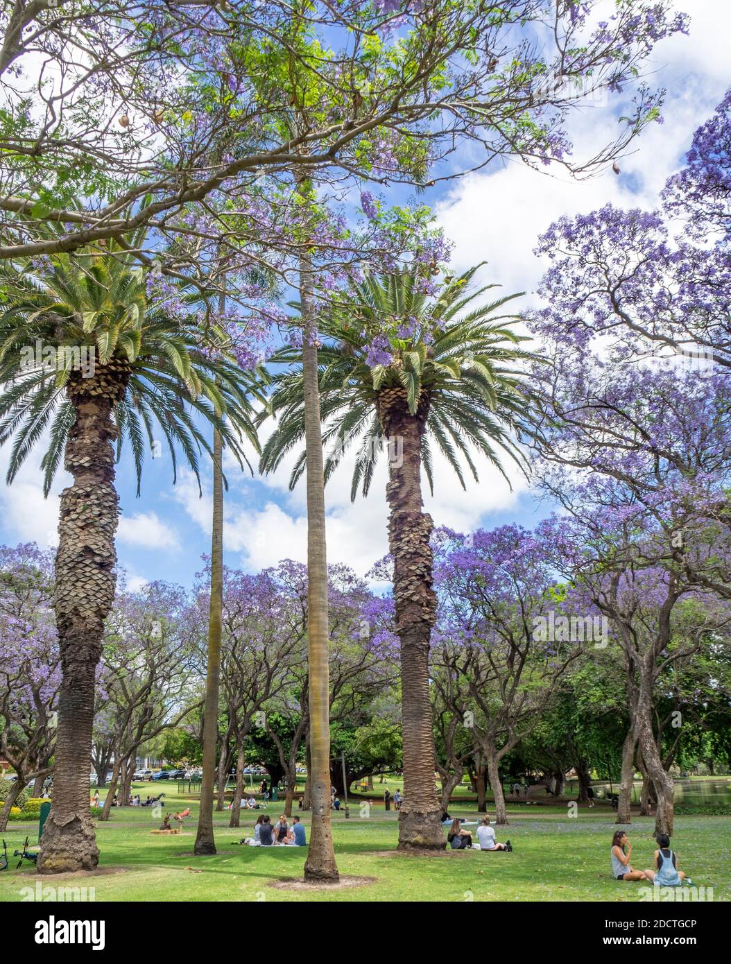 Plants To Grow Under Trees In Australia