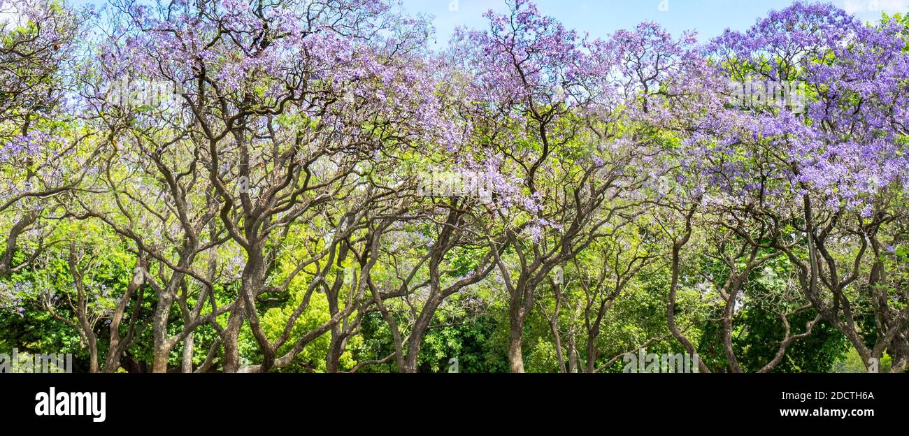Flowering Jacaranda trees in full bloom in Hyde Park Perth Western Australia. Stock Photo