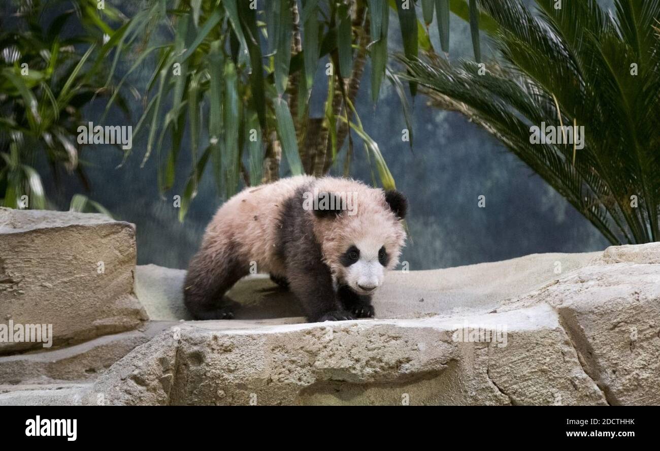 Handout Pictures Baby Panda Yuan Meng Makes His First Appearance To The Public Along With His Mother Huan Huan In Zooparc Of Beauval Saint Aignan France On Saturday 13 Of January 18 Photo