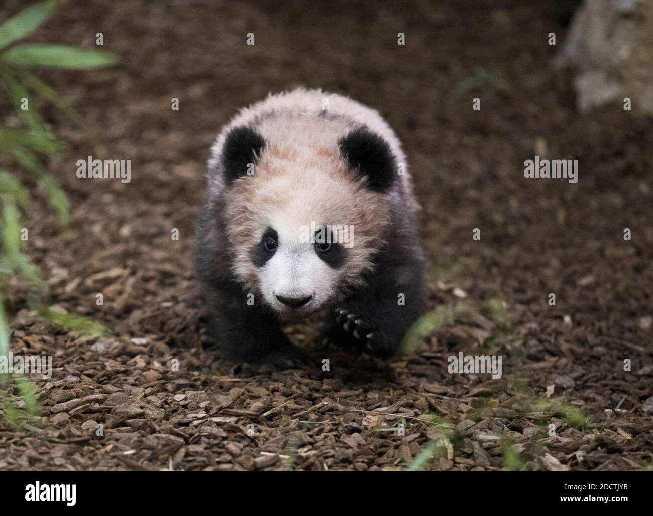 Bebe Panda High Resolution Stock Photography And Images Alamy